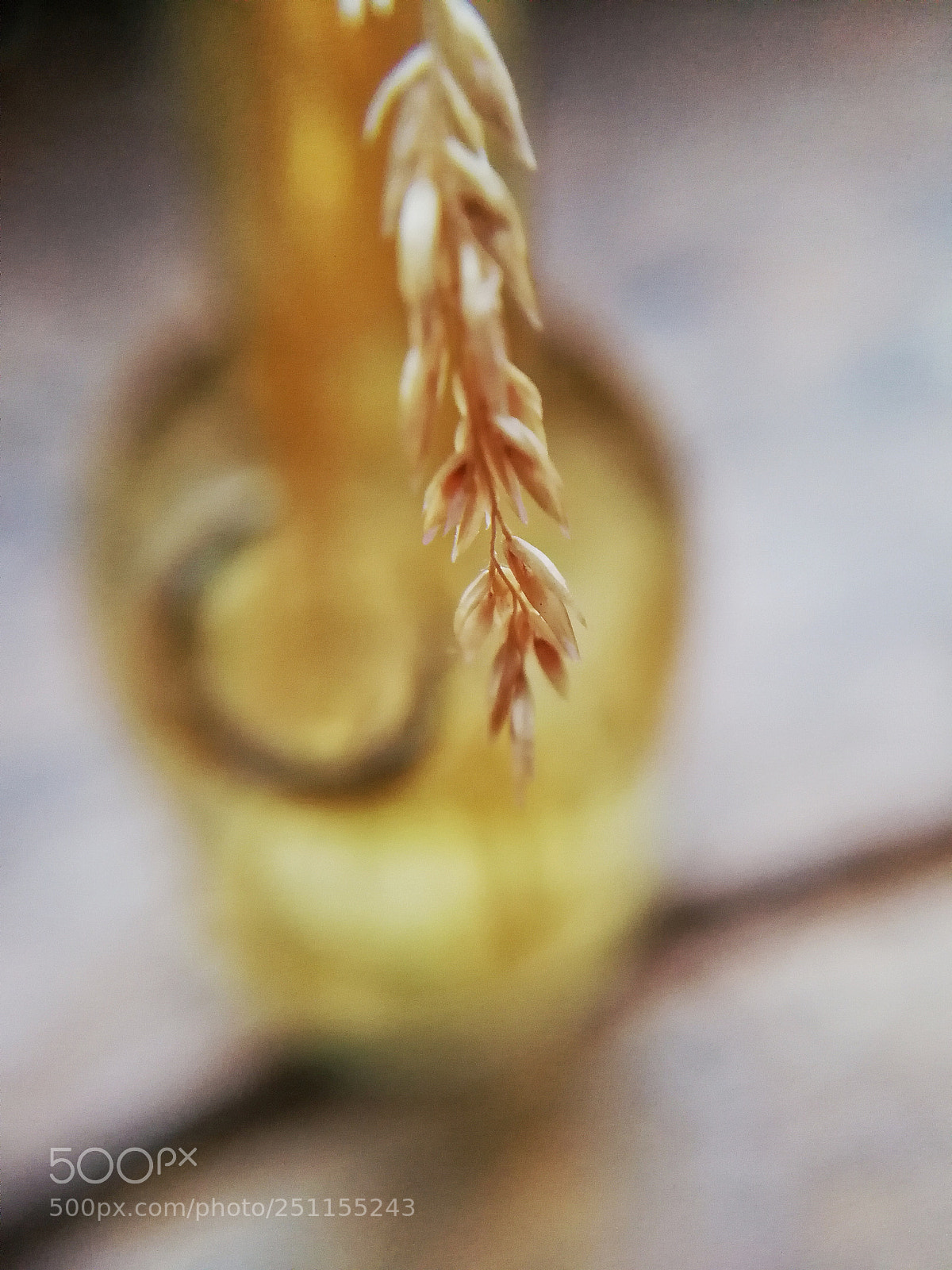 HUAWEI P10 sample photo. Grain and glass photography