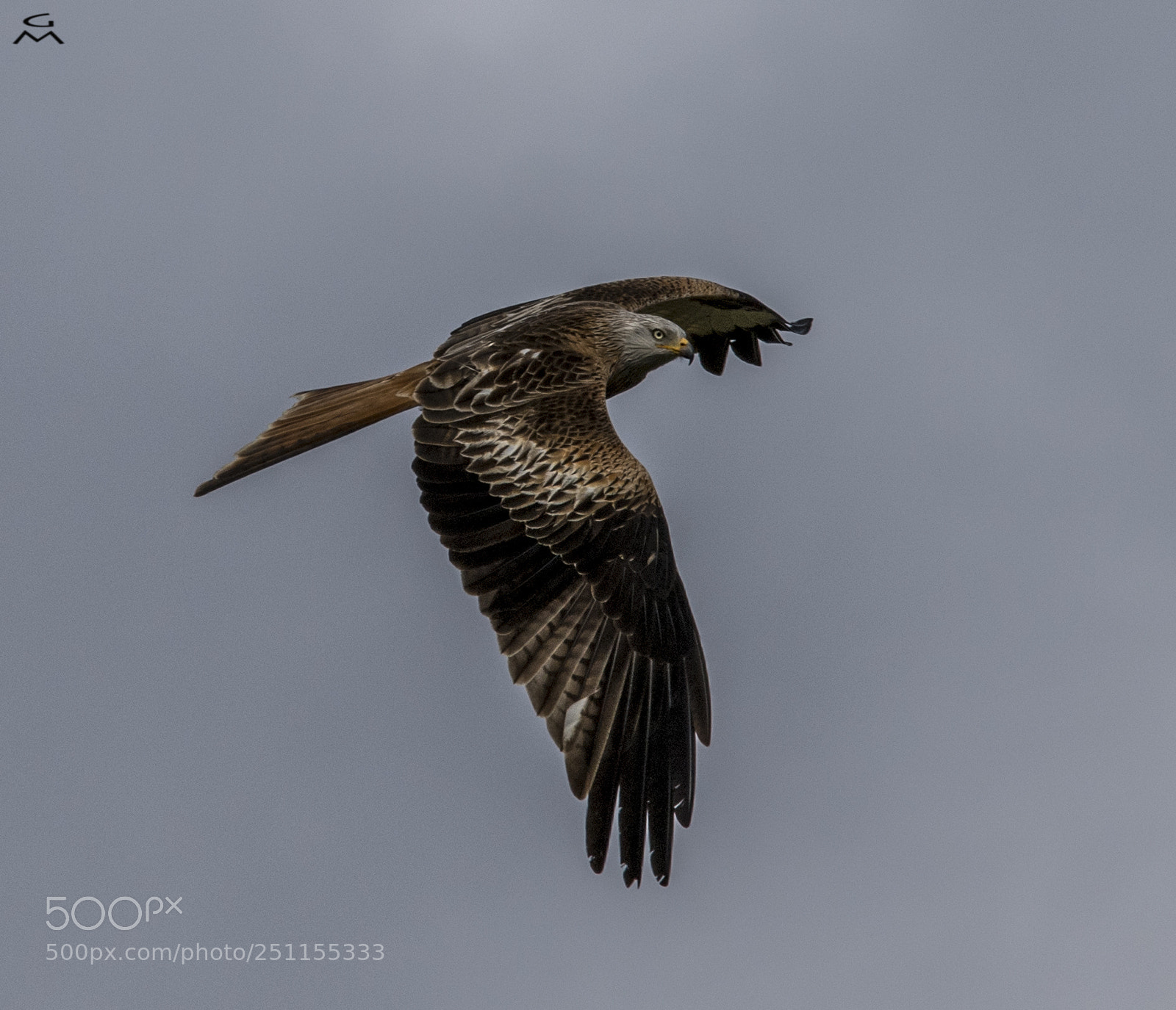Nikon D5 sample photo. Red kite photography