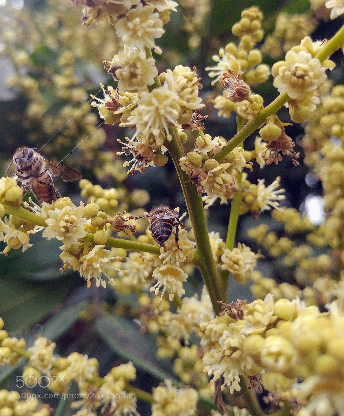 LG G5 sample photo. Honey bee and longan photography