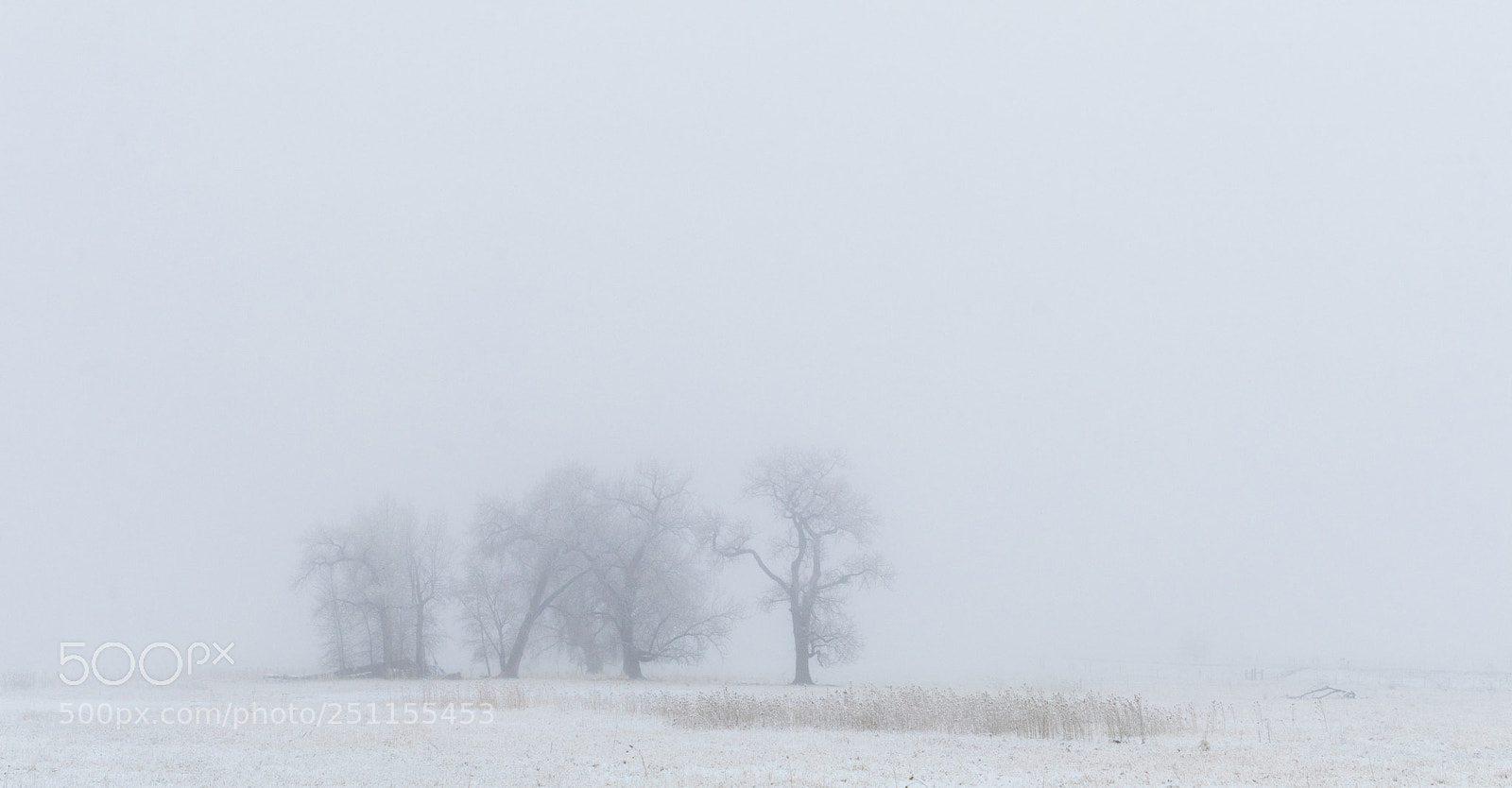 Canon EOS 80D sample photo. Copse in the fog photography