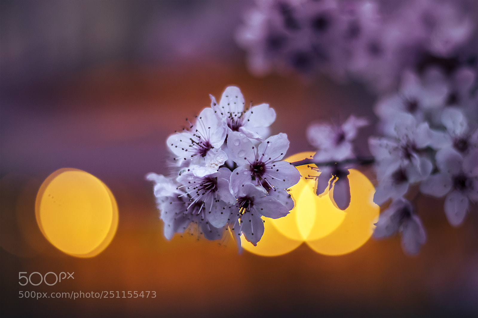 Canon EOS 80D sample photo. Blossom photography