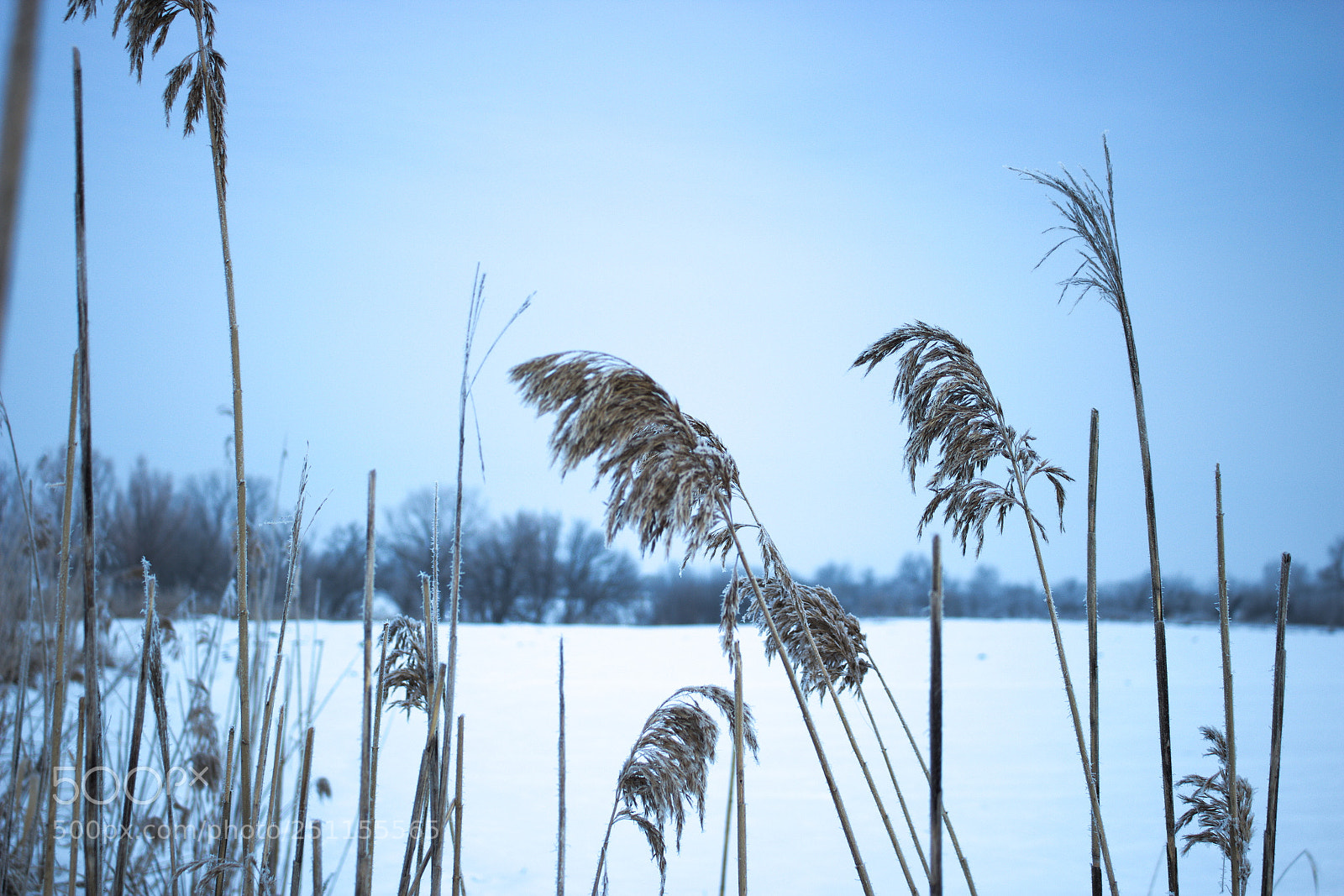 Canon EOS 100D (EOS Rebel SL1 / EOS Kiss X7) sample photo. Dry reeds photography