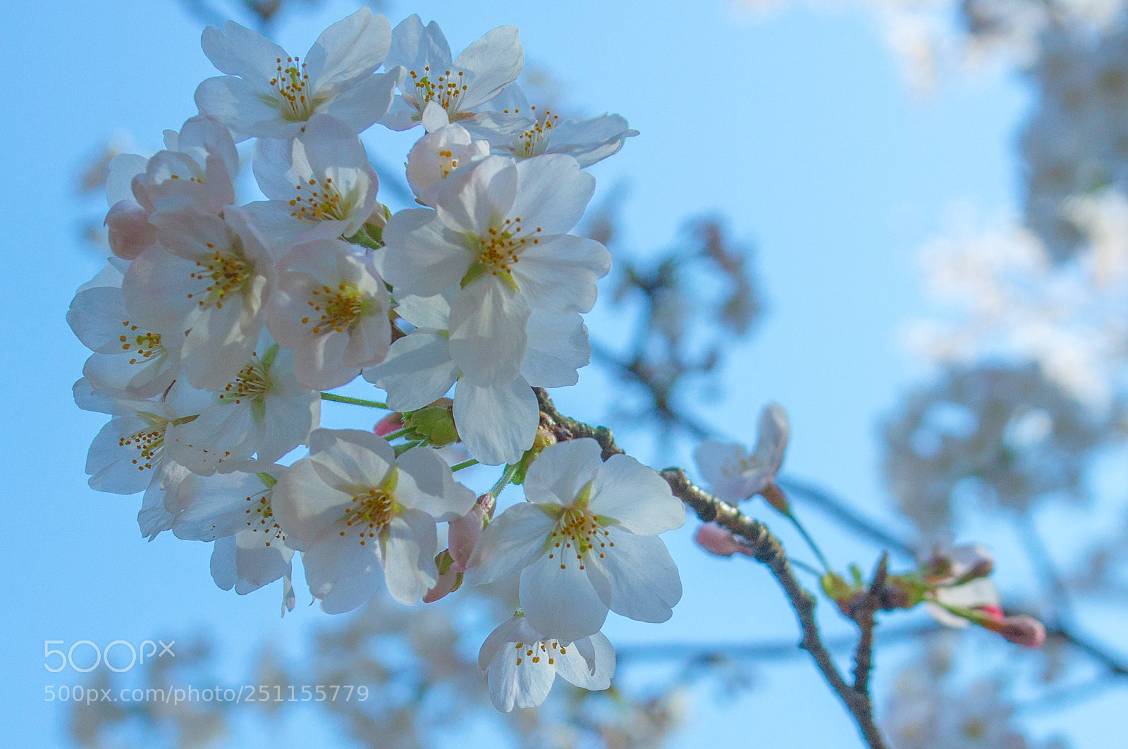 Sony Alpha NEX-5R sample photo. Dsc photography