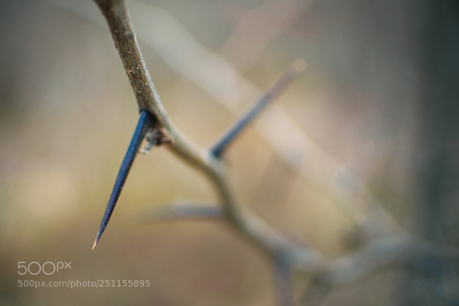 Nikon D3300 sample photo. Honey locust thorns photography