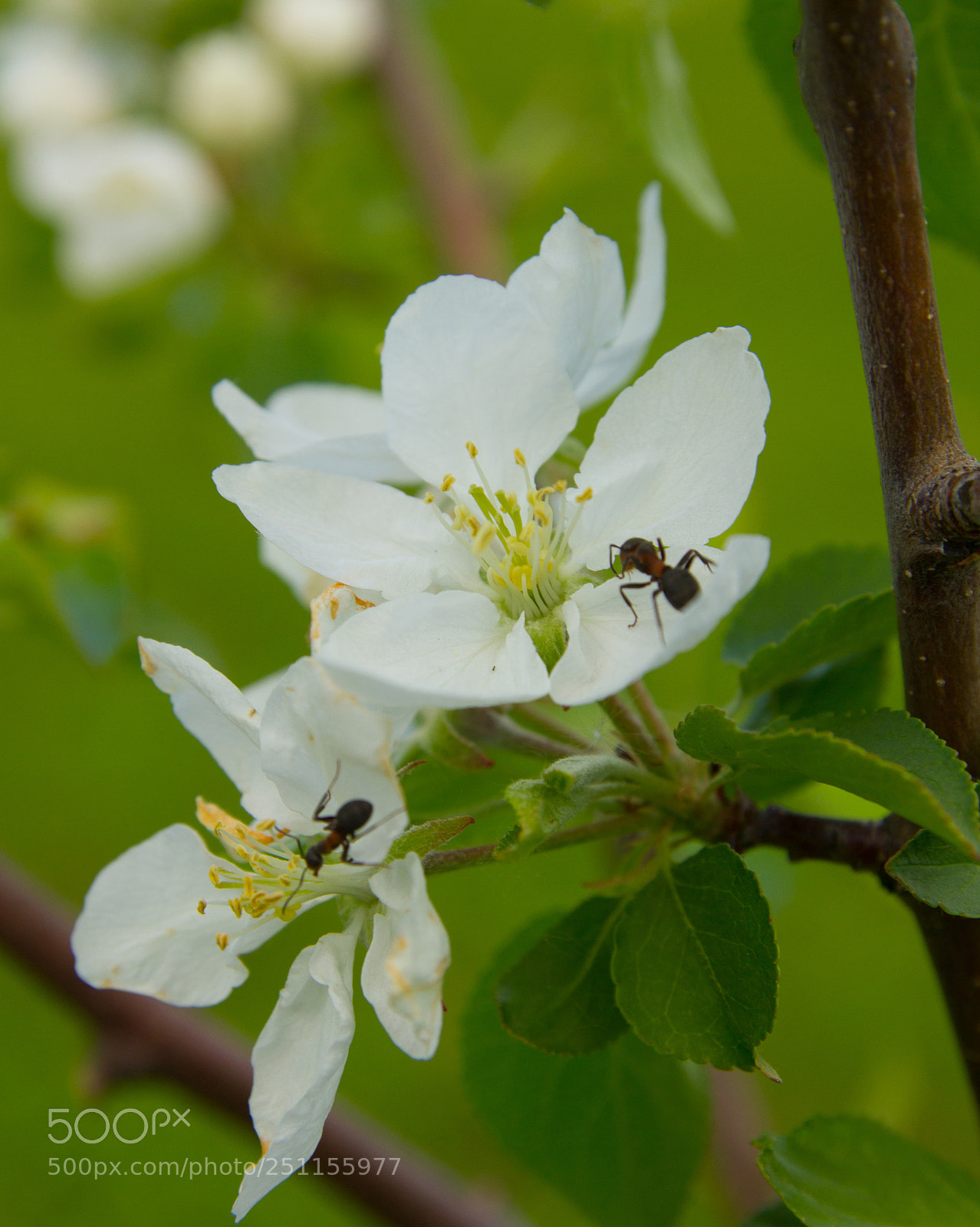 Canon EOS 550D (EOS Rebel T2i / EOS Kiss X4) sample photo. Blooming apple tree with photography
