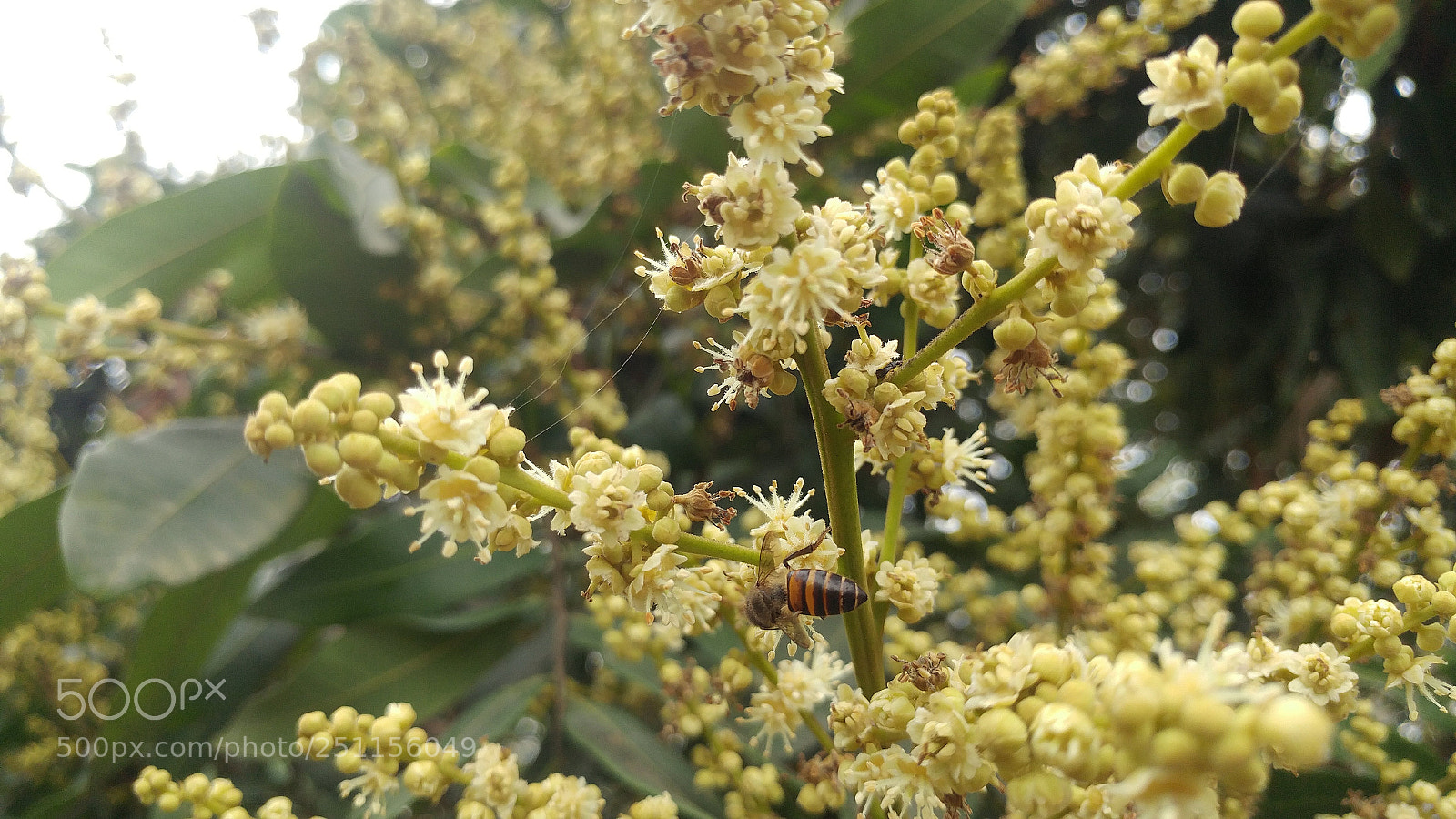 LG G5 sample photo. Honey bee and longan photography