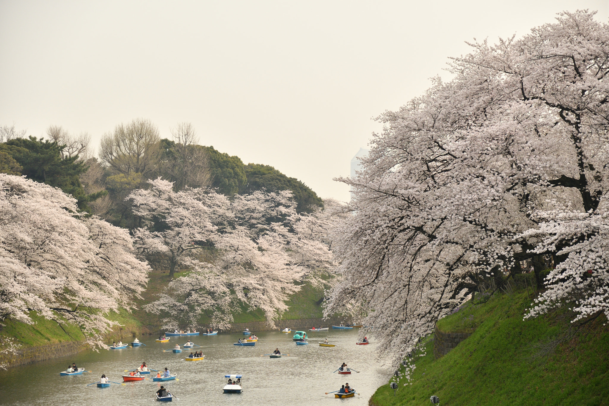 Nikon D500 sample photo. Spring has come. photography