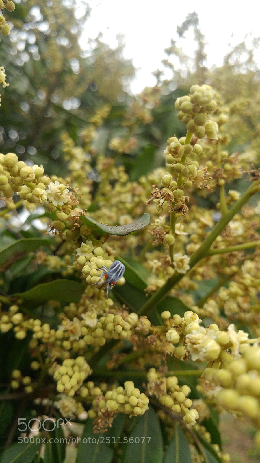 LG G5 sample photo. Pentatomidae photography