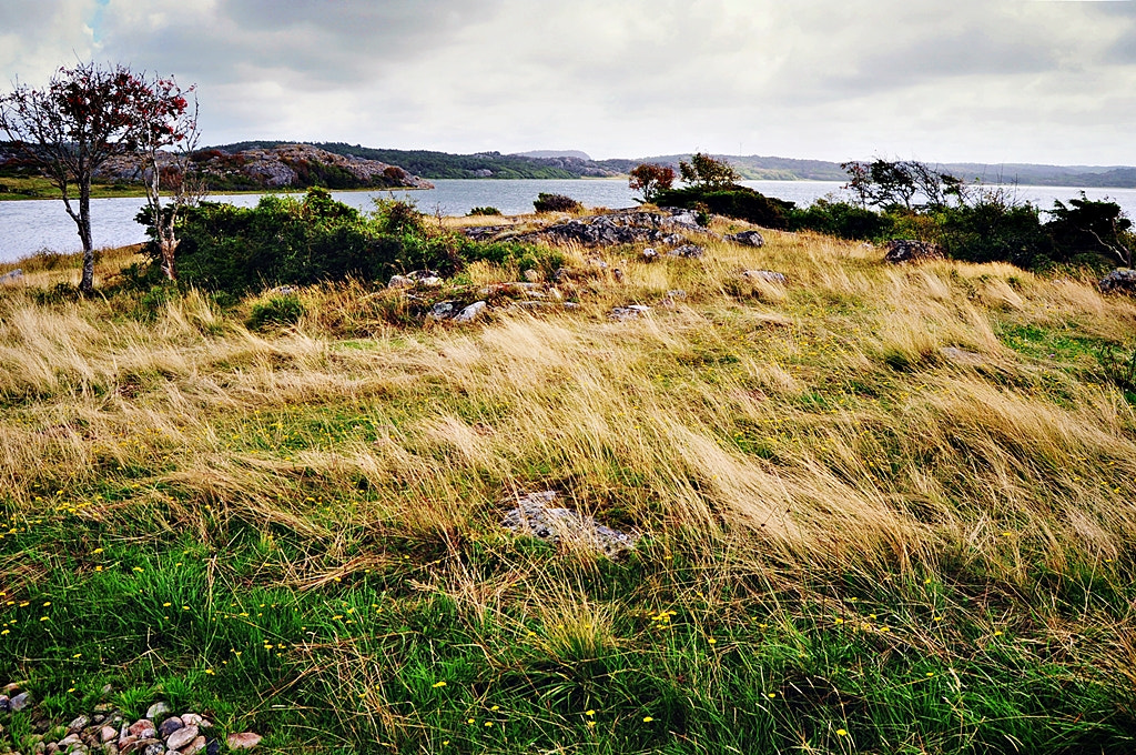 Nikon D5000 sample photo. Summer on tjörn photography