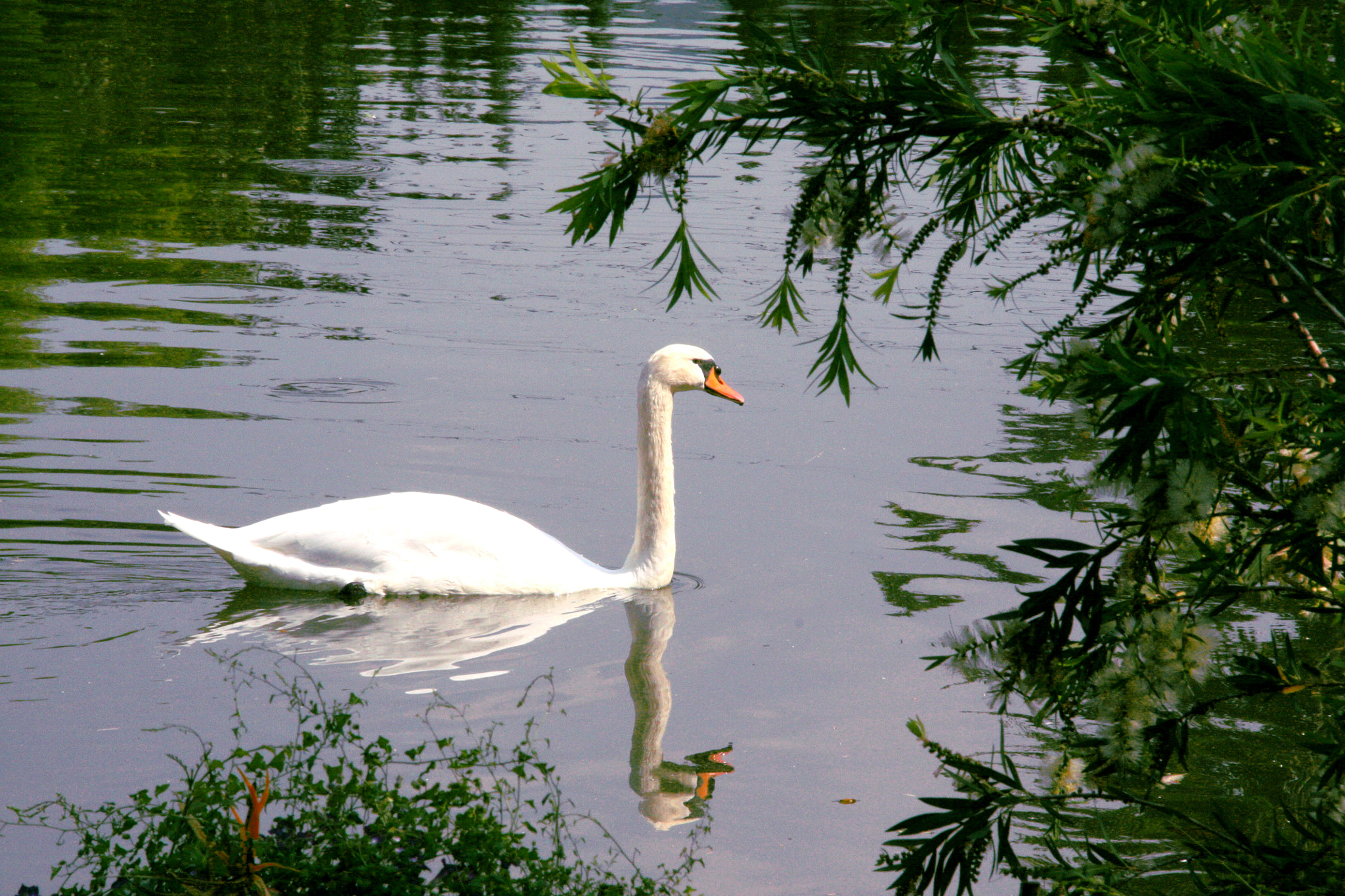 Canon EOS 450D (EOS Rebel XSi / EOS Kiss X2) + Sigma 18-200mm f/3.5-6.3 DC OS sample photo. White swan photography