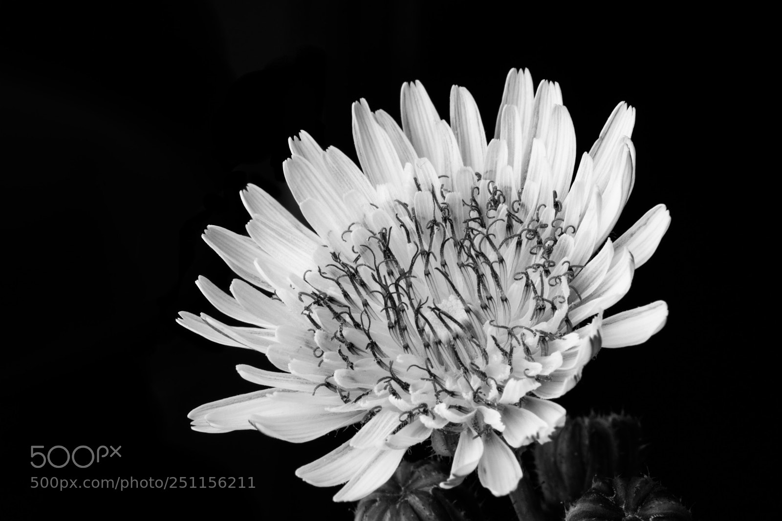 Canon EOS 750D (EOS Rebel T6i / EOS Kiss X8i) sample photo. Macro fiore photography