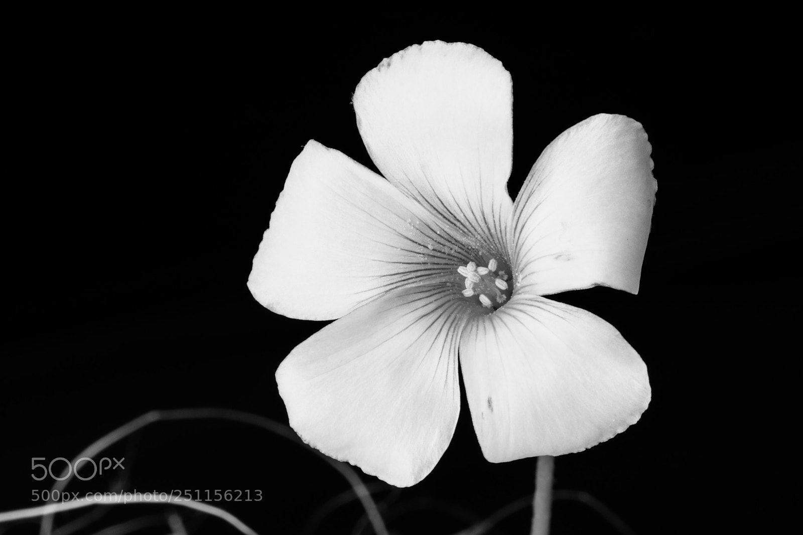 Canon EOS 750D (EOS Rebel T6i / EOS Kiss X8i) sample photo. Macro fiore photography