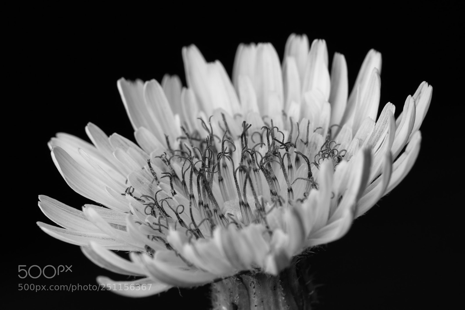 Canon EOS 750D (EOS Rebel T6i / EOS Kiss X8i) sample photo. Macro fiore photography