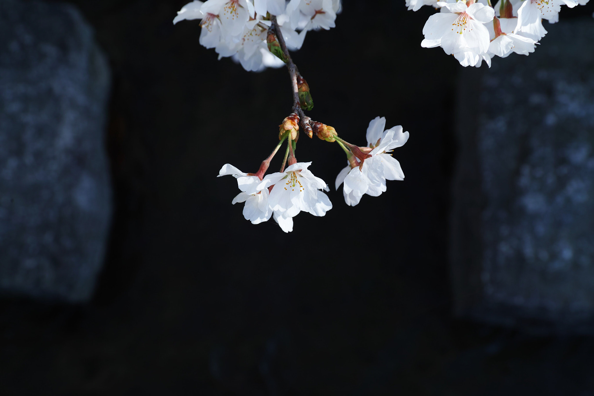 Sigma sd Quattro H sample photo. Cherry blossom on black photography