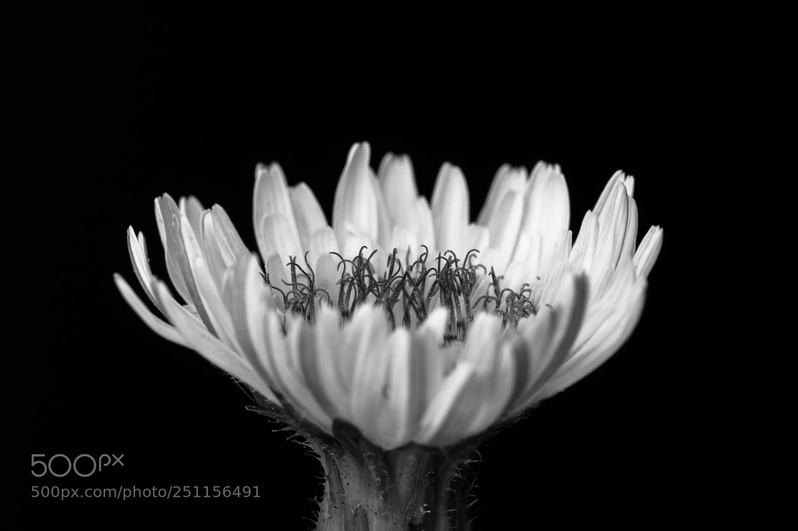 Canon EOS 750D (EOS Rebel T6i / EOS Kiss X8i) sample photo. Macro fiore photography