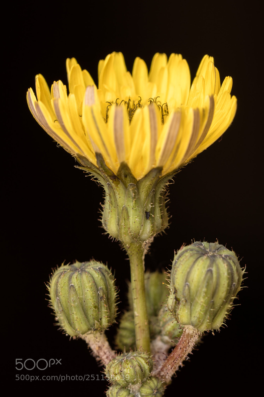 Canon EOS 750D (EOS Rebel T6i / EOS Kiss X8i) sample photo. Macro fiore photography