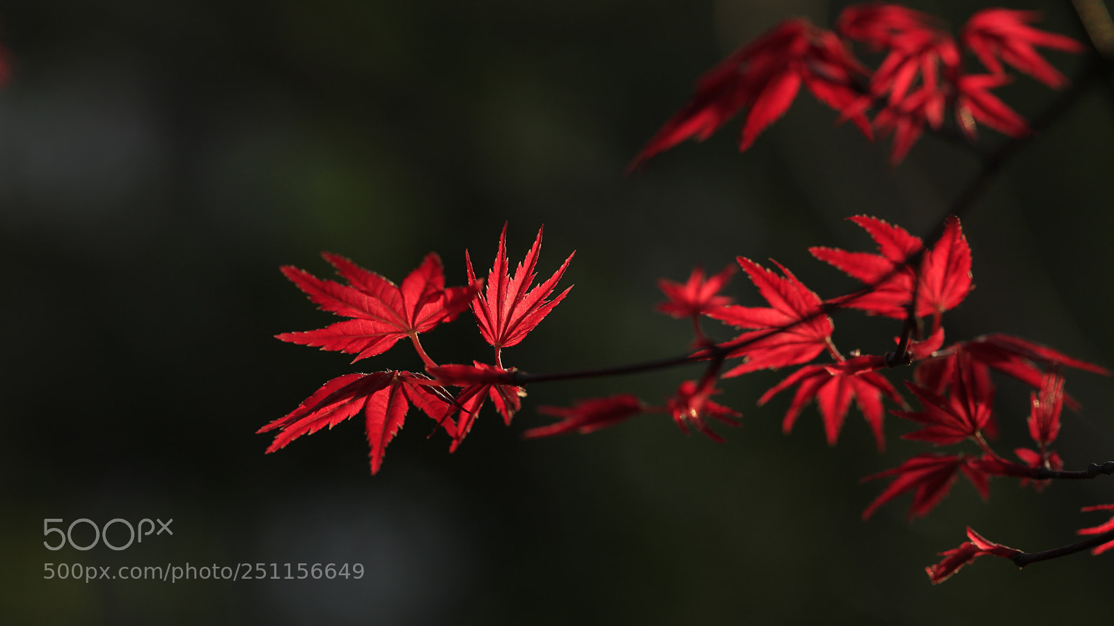 Canon EOS 5DS R sample photo. A photography
