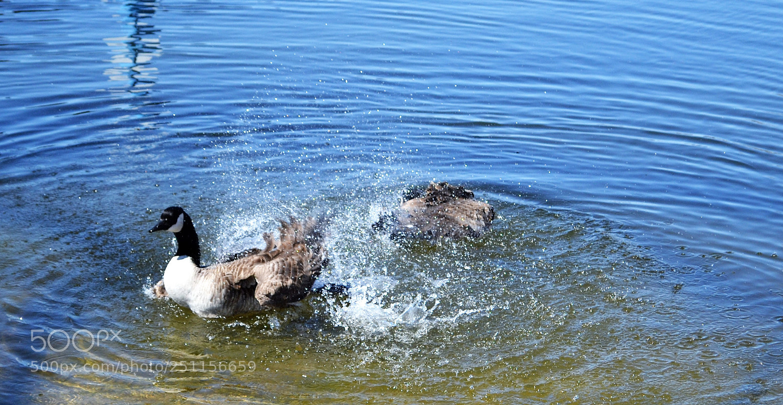 Nikon D3100 sample photo. Spring dance photography