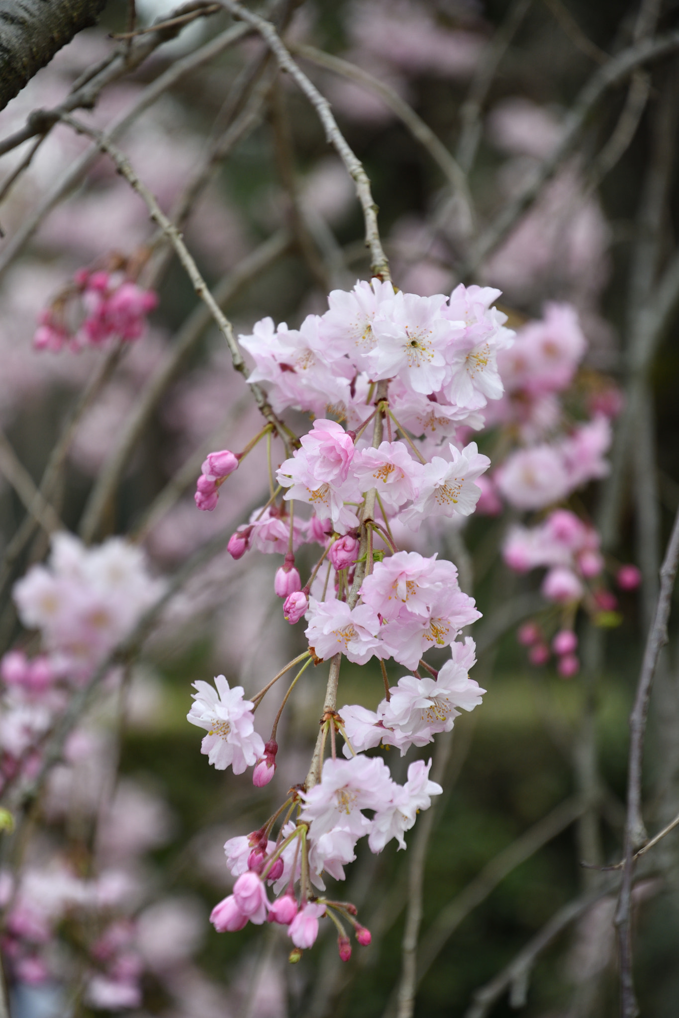 Nikon D500 sample photo. Weeping cherry tree photography