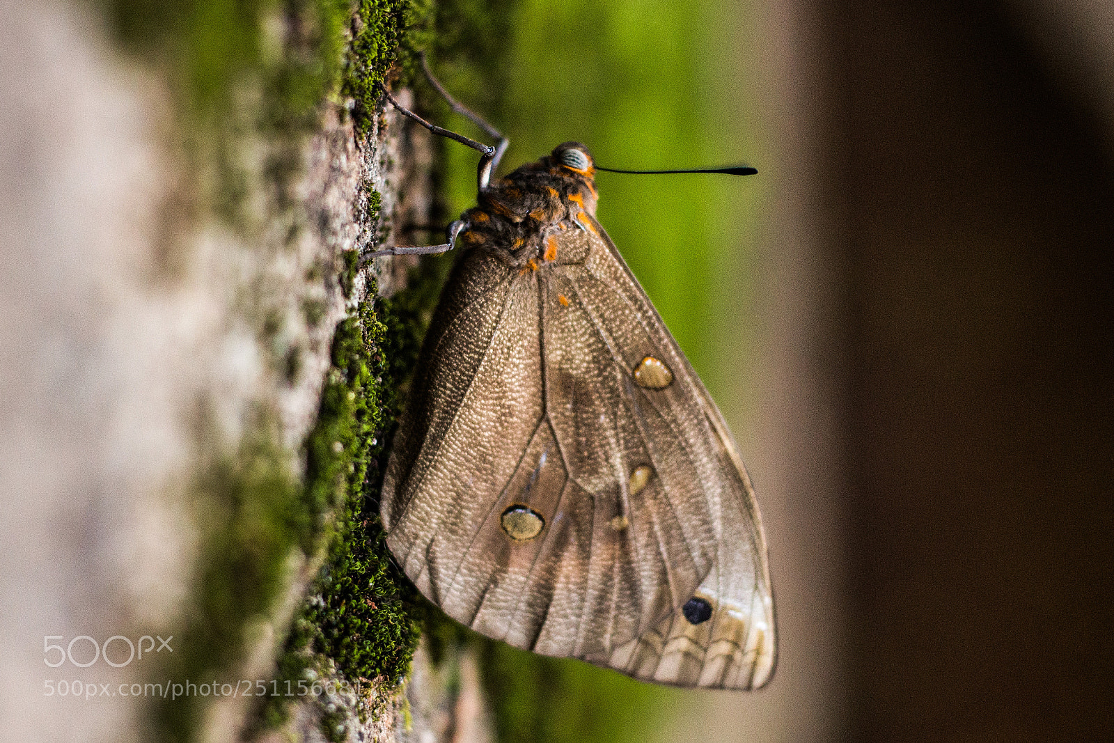 Canon EOS 70D sample photo. Moth photography