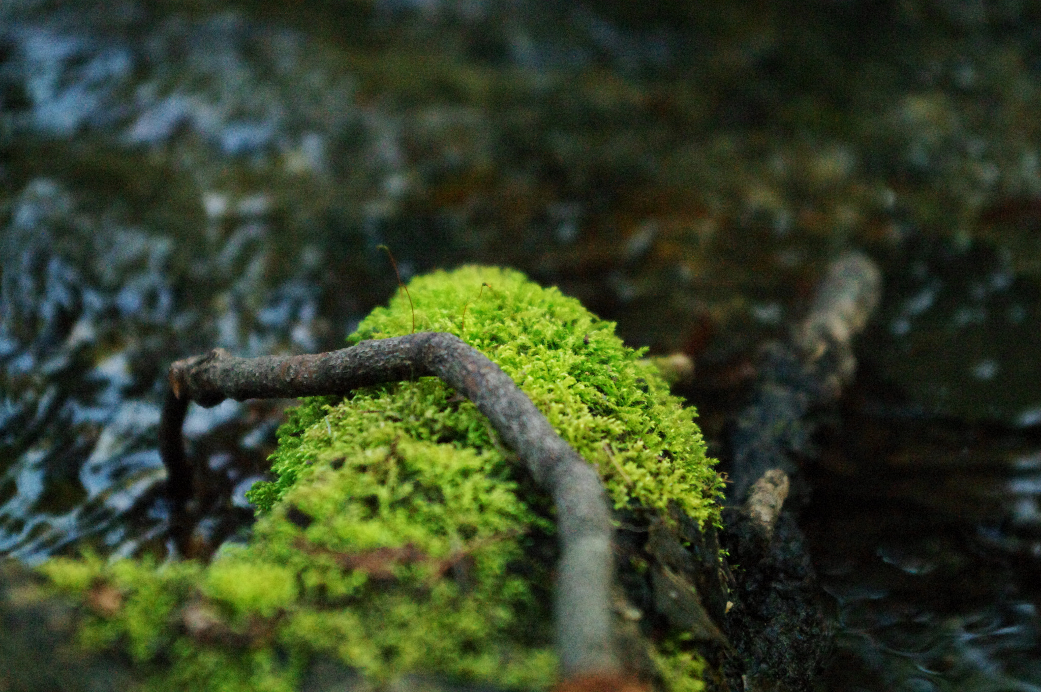 Pentax K-7 sample photo. Moss photography