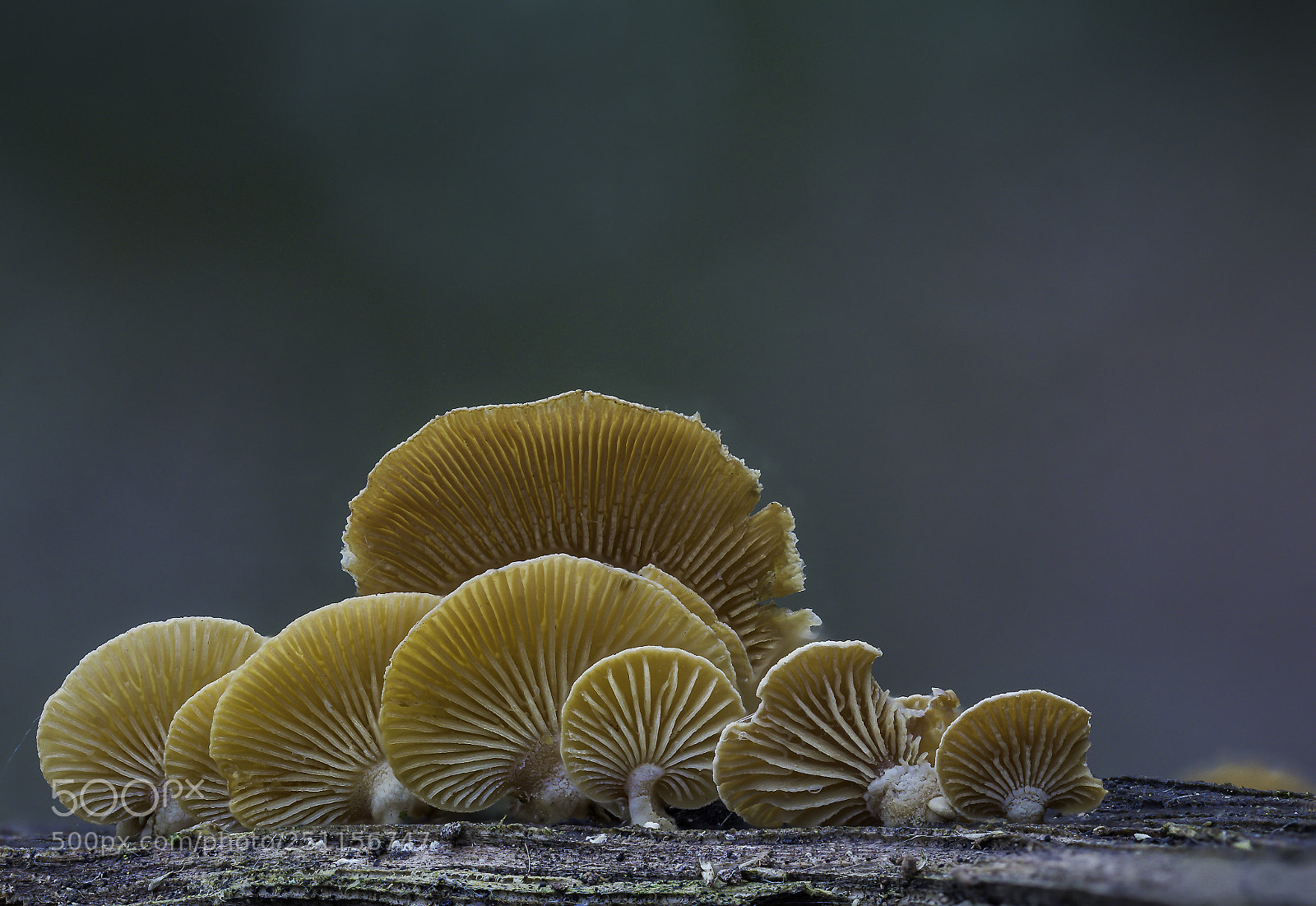 Olympus OM-D E-M1 Mark II sample photo. Panellus stypticus ii photography