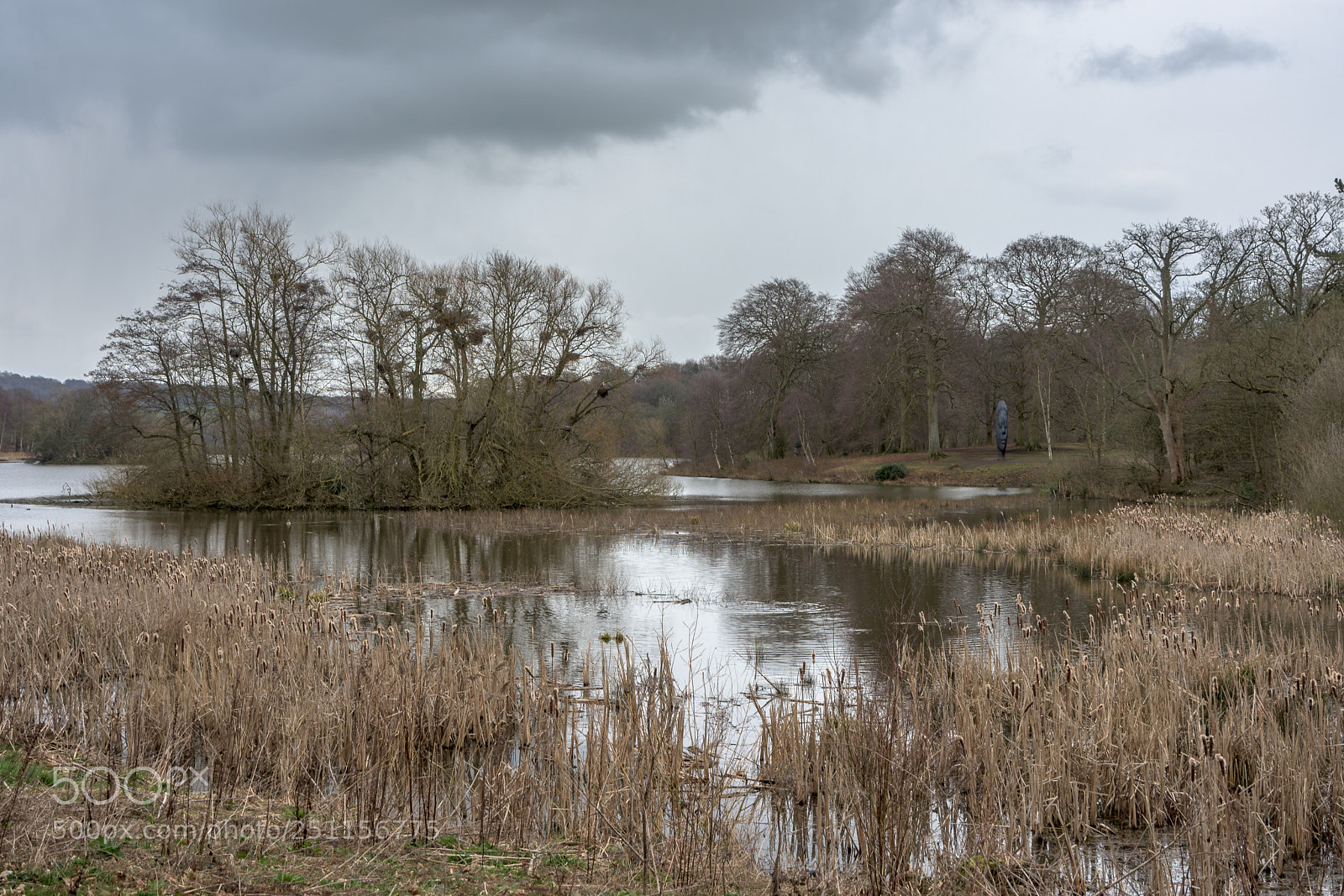 Nikon D7200 sample photo. Heronry and bullrushes, bretton photography