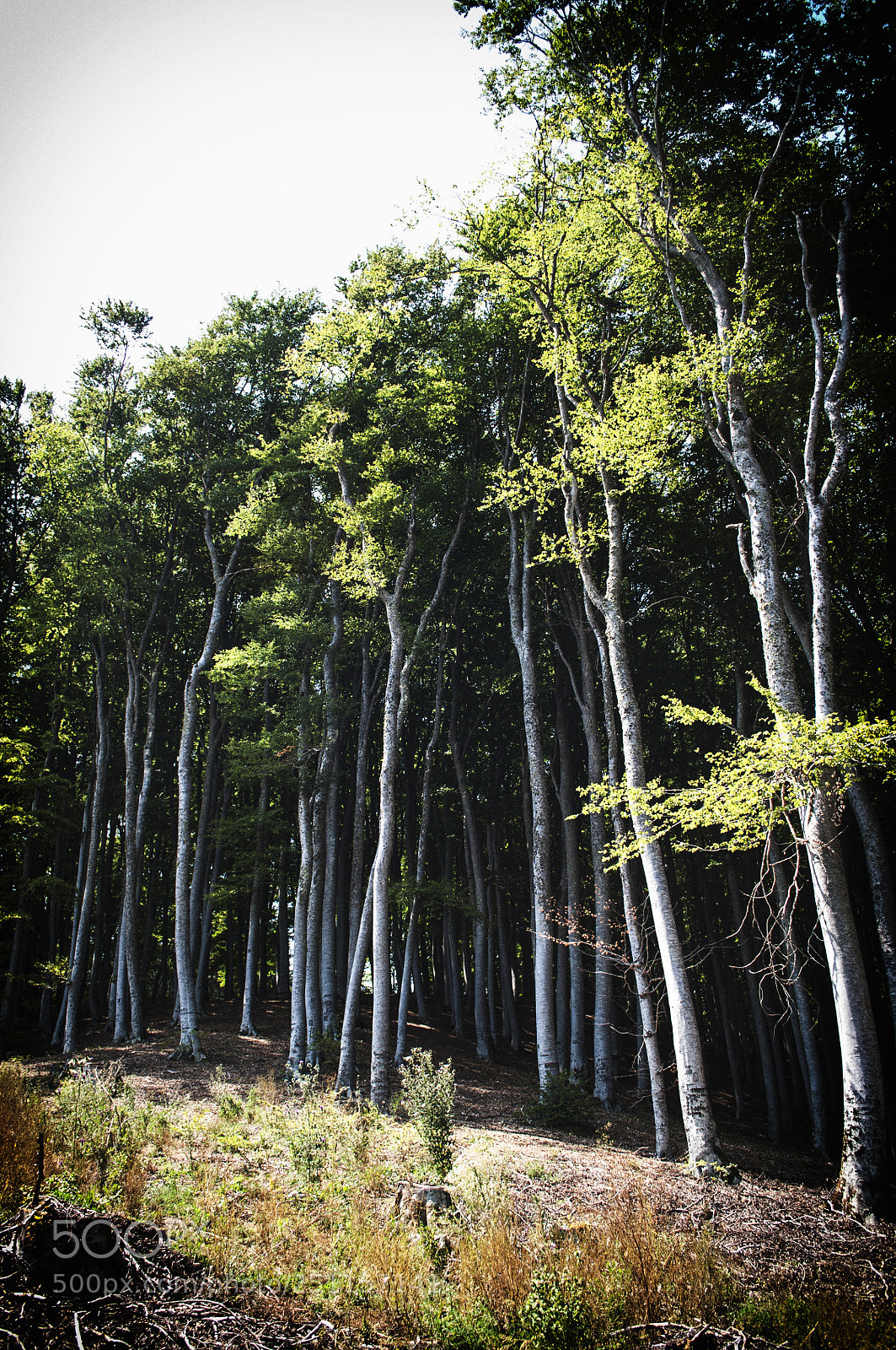 Nikon D5000 sample photo. Forest photography