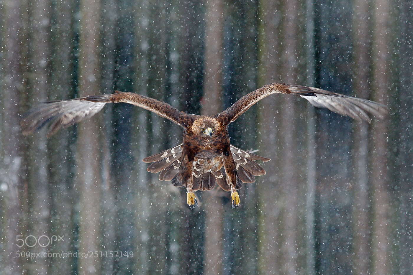 Canon EOS-1D Mark III sample photo. Golden eagle (aquila chrysaetos) photography