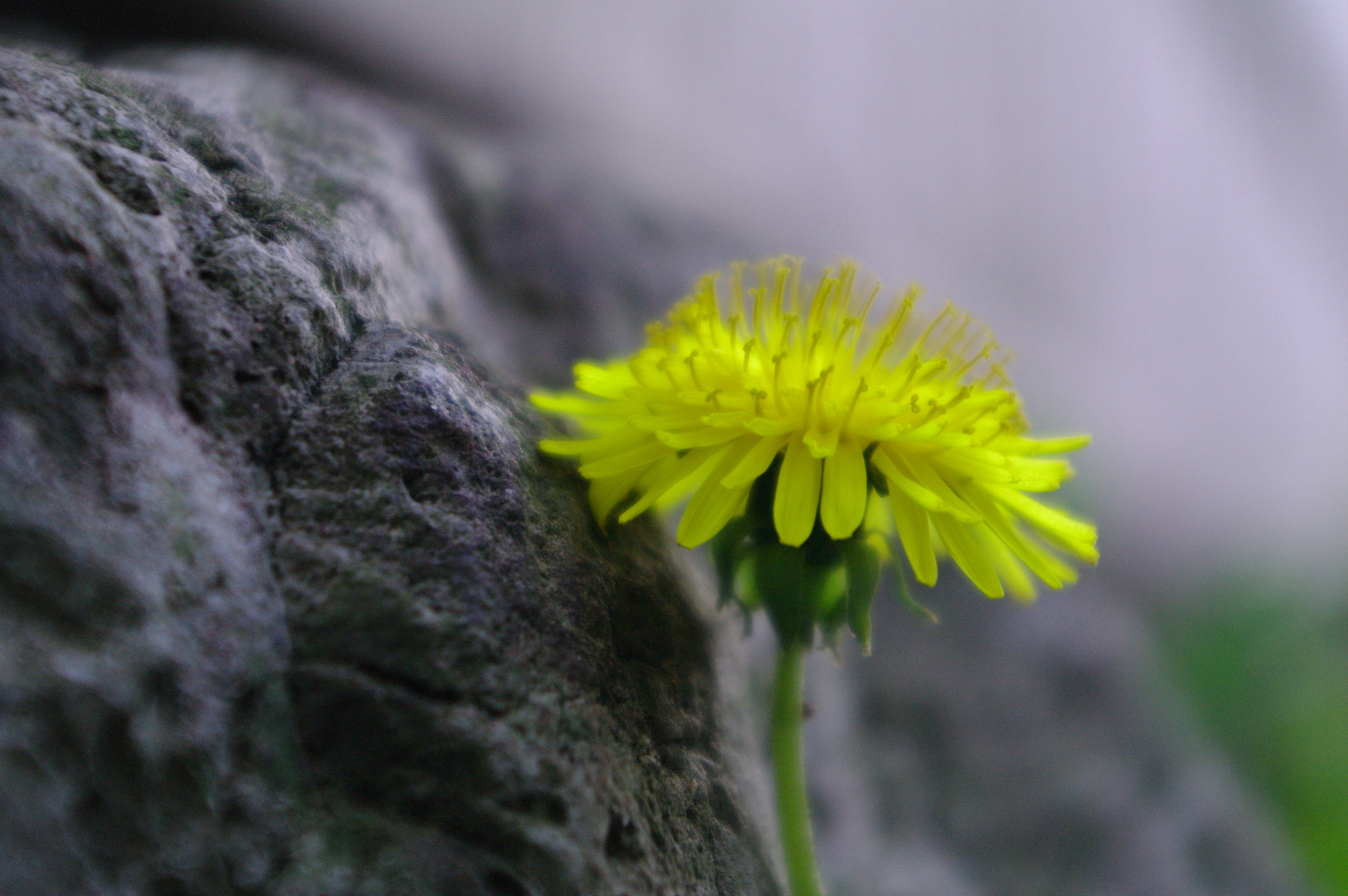 Pentax K-7 sample photo. Sunflower photography