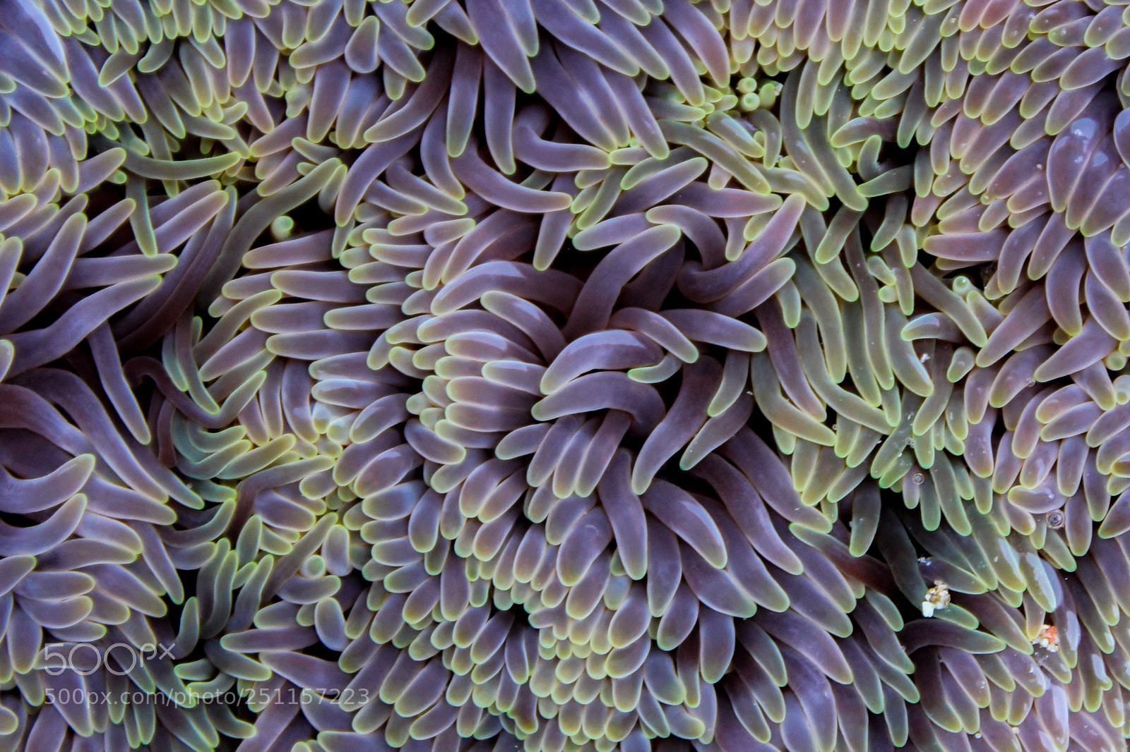 Canon EOS 550D (EOS Rebel T2i / EOS Kiss X4) sample photo. Tentacles of sea anemone photography