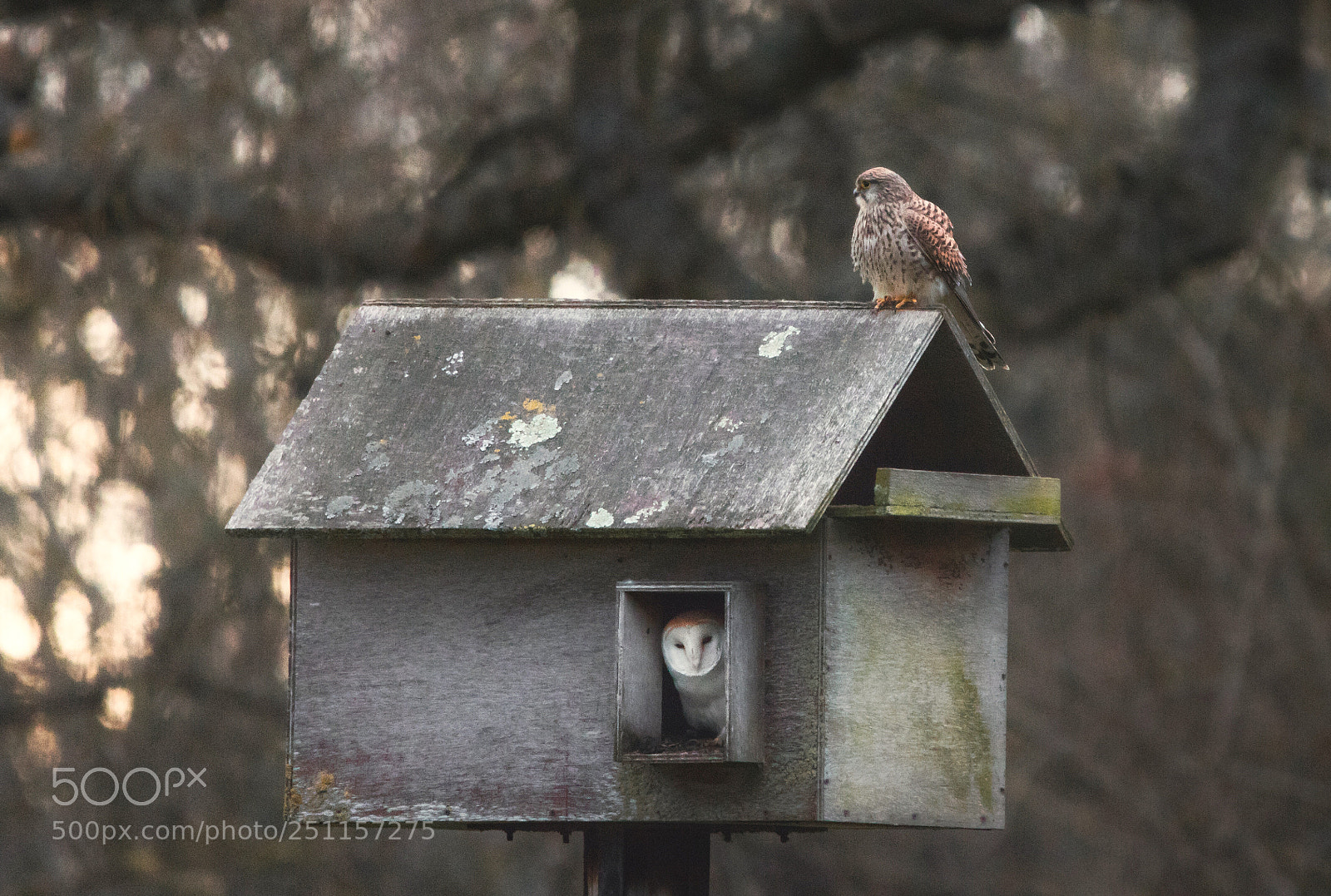 Canon EOS 750D (EOS Rebel T6i / EOS Kiss X8i) sample photo. Blissfully unaware photography