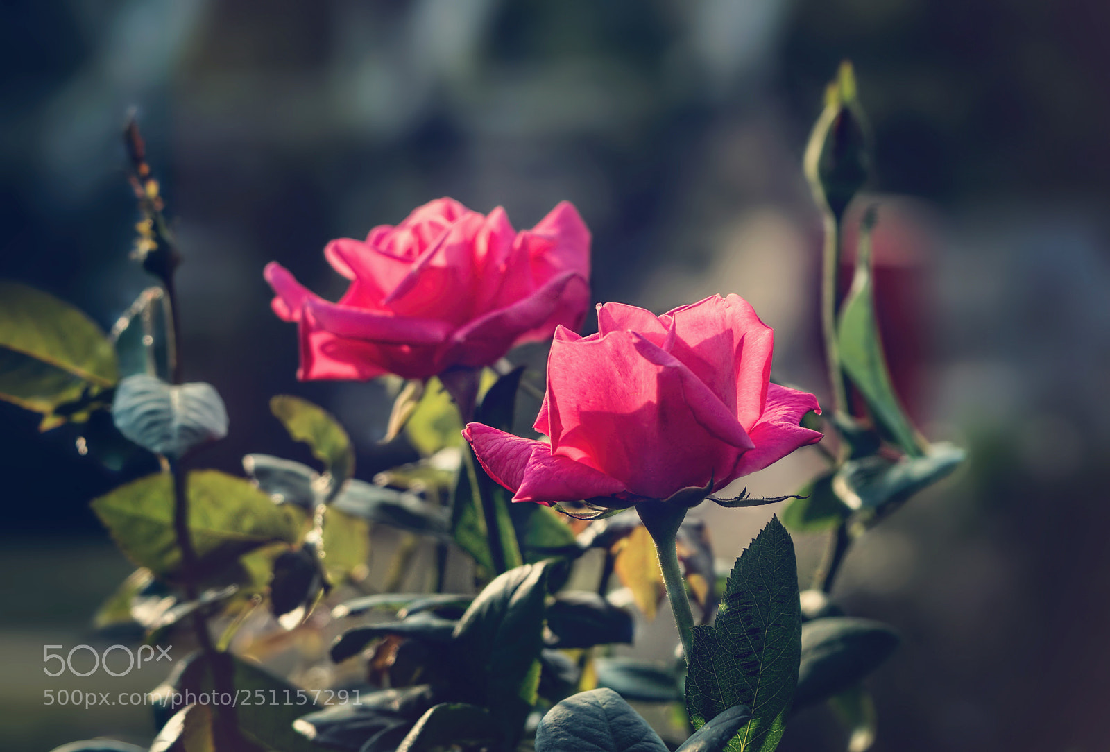 Sony a6300 sample photo. Roses photography
