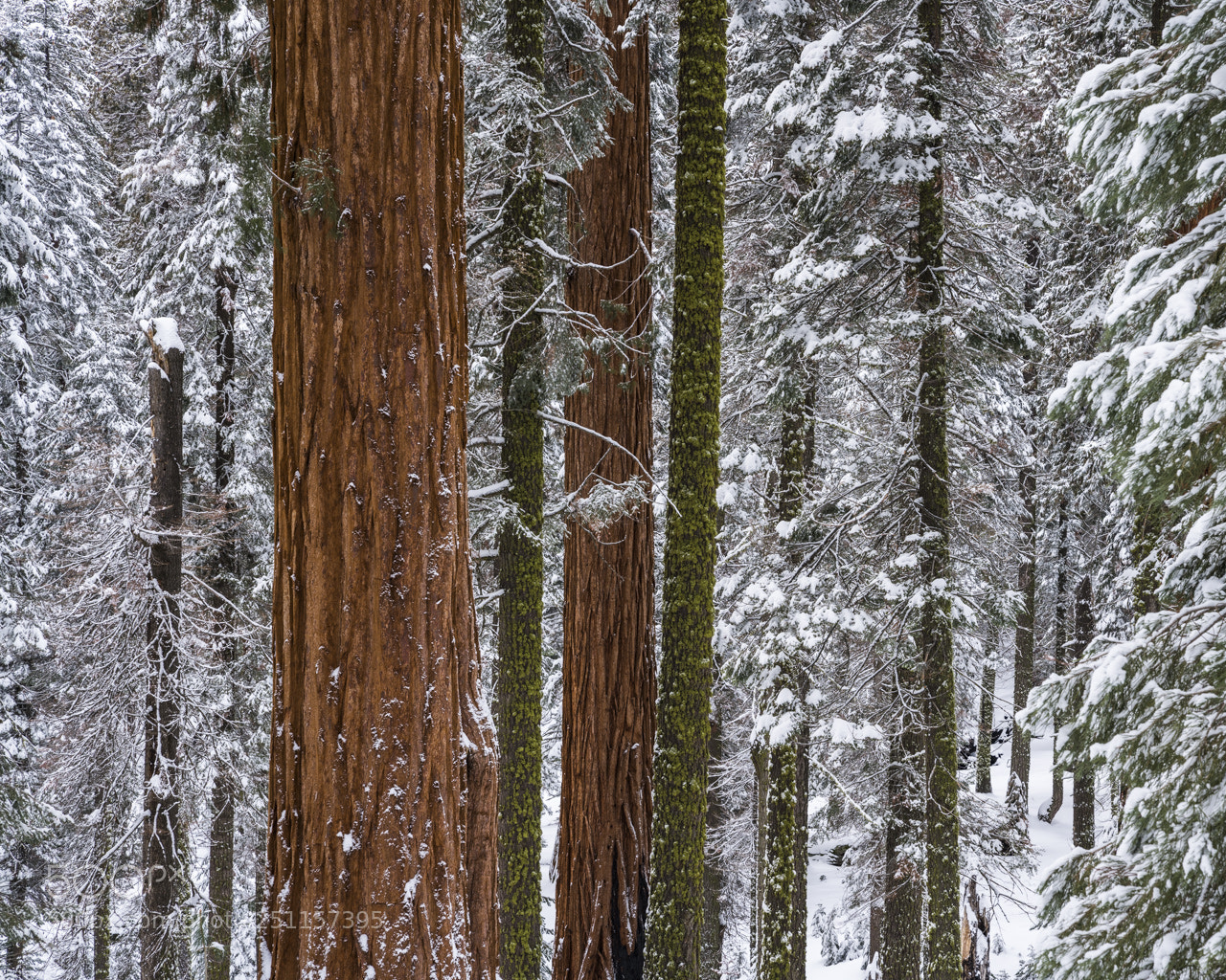 Sony a7R III sample photo. Red, green, and white photography
