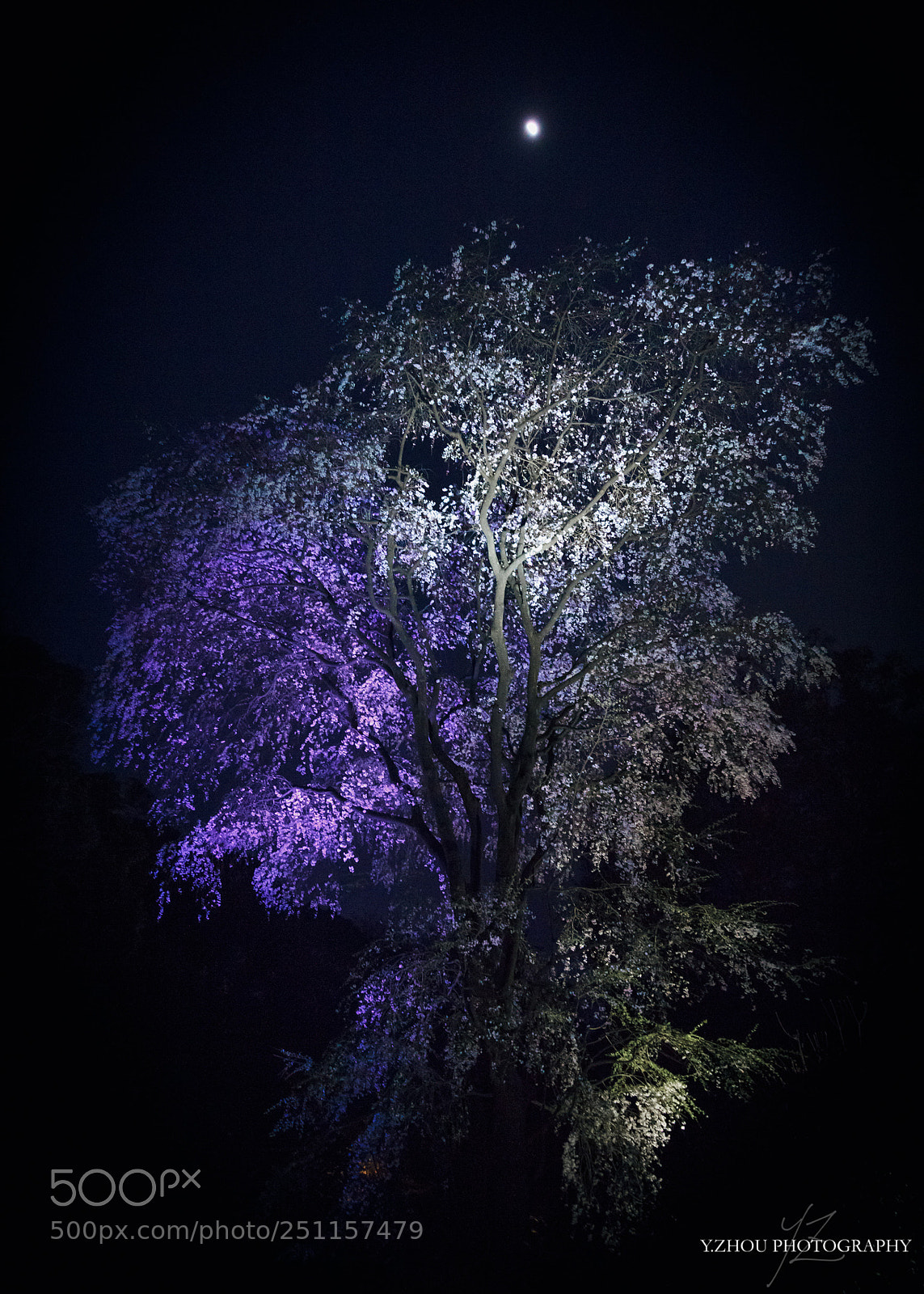 Canon EOS 60D sample photo. Under the moonlight photography