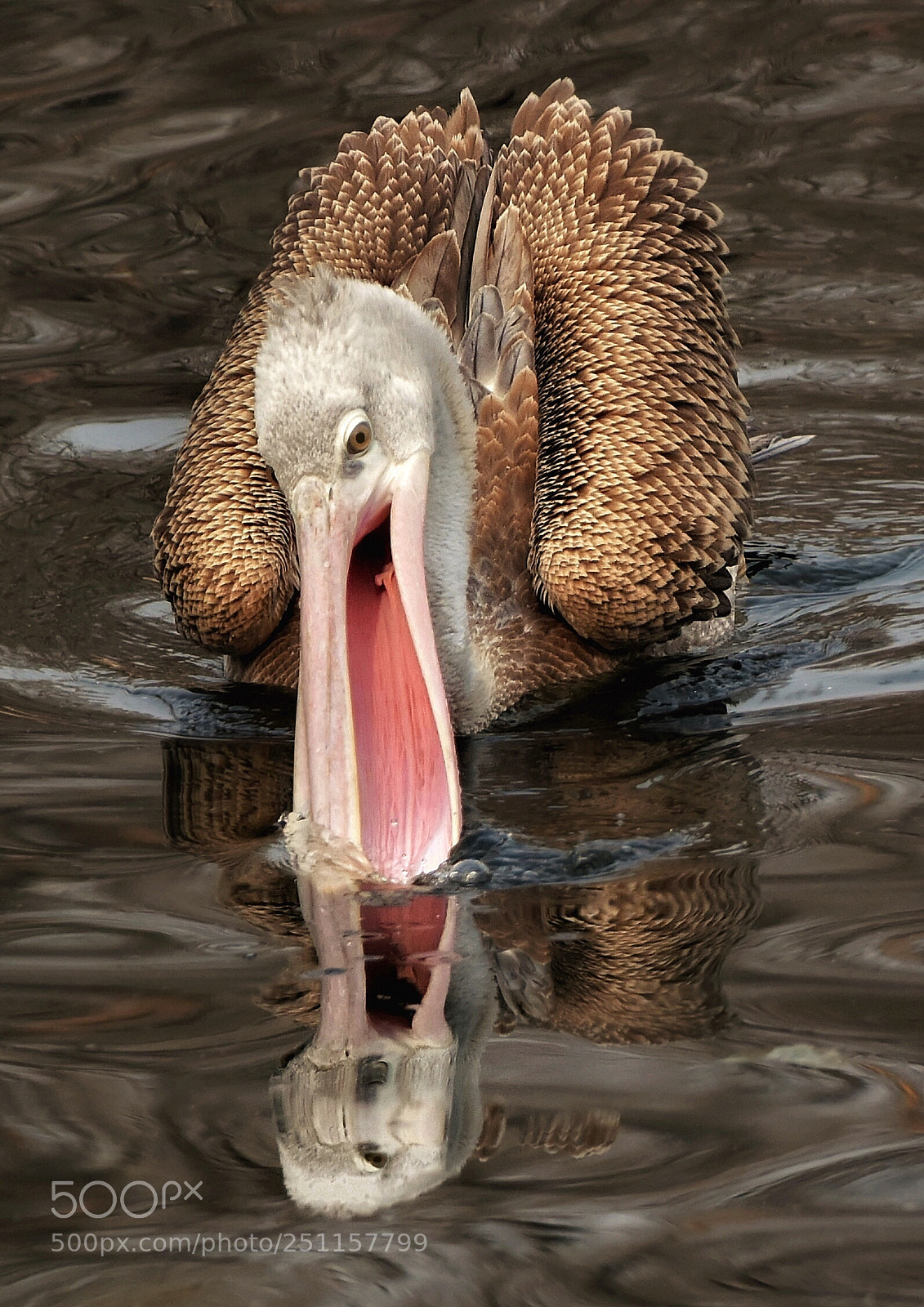 Nikon D810 sample photo. Pelican photography