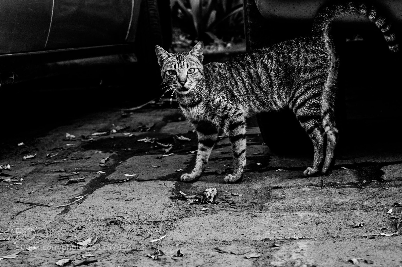 Nikon D3200 sample photo. Cat photography