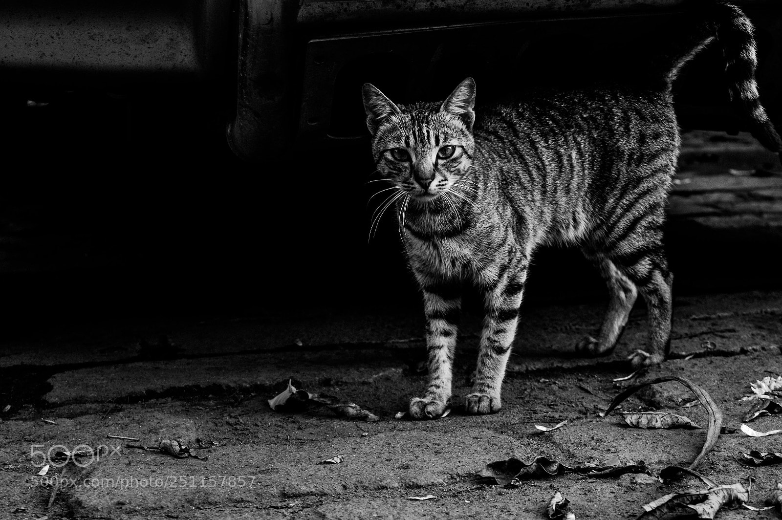 Nikon D3200 sample photo. Cat photography