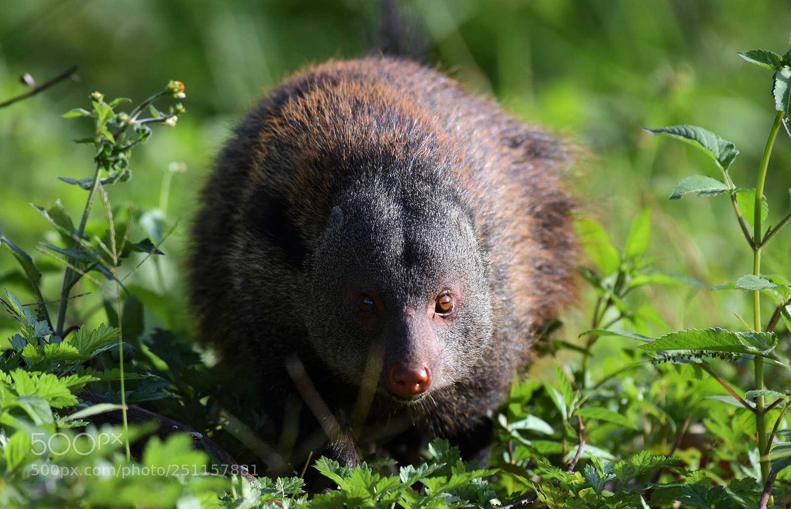 Nikon D7200 sample photo. The stripe-necked mongoose photography