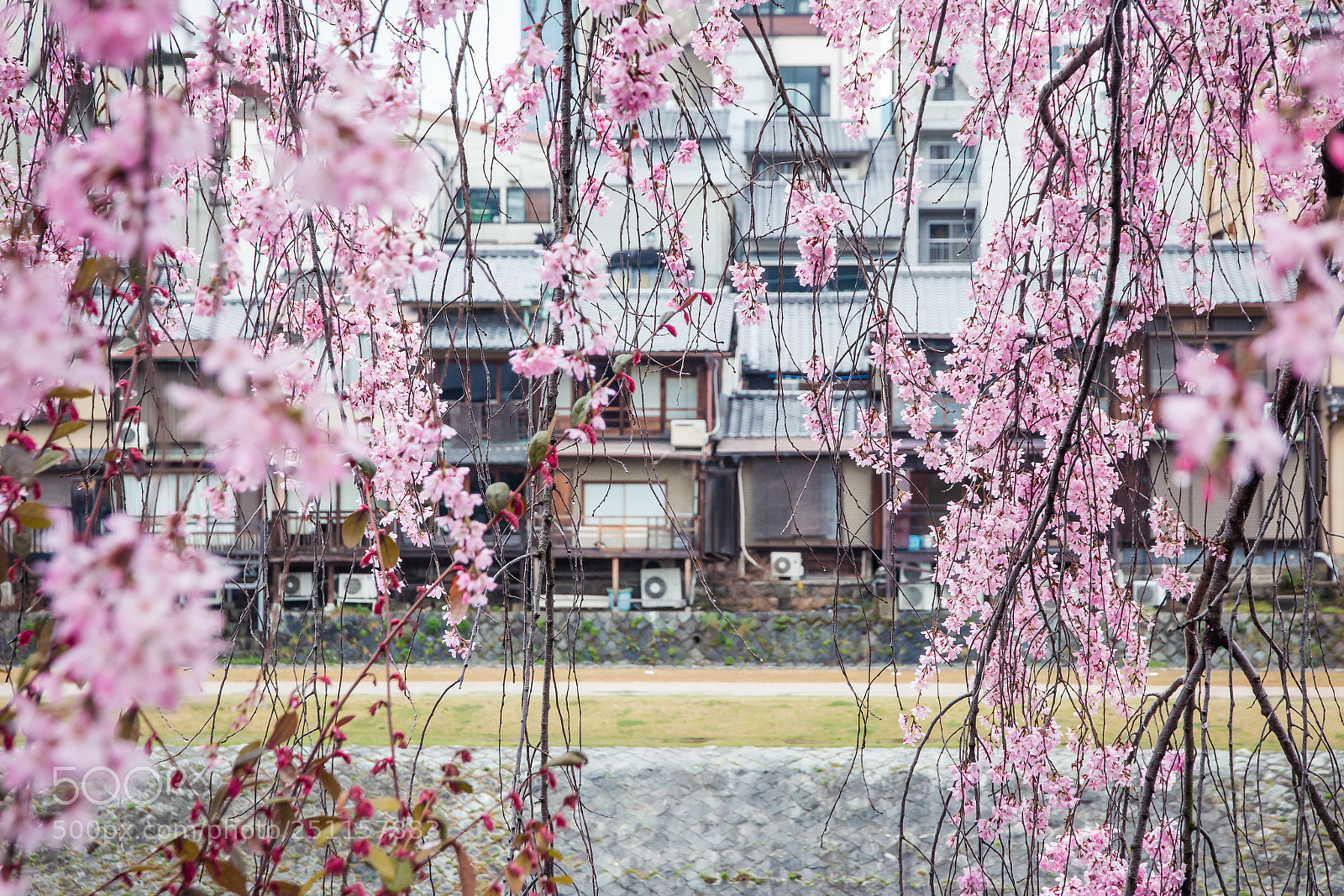 Canon EOS 70D sample photo. Sakura in the city photography