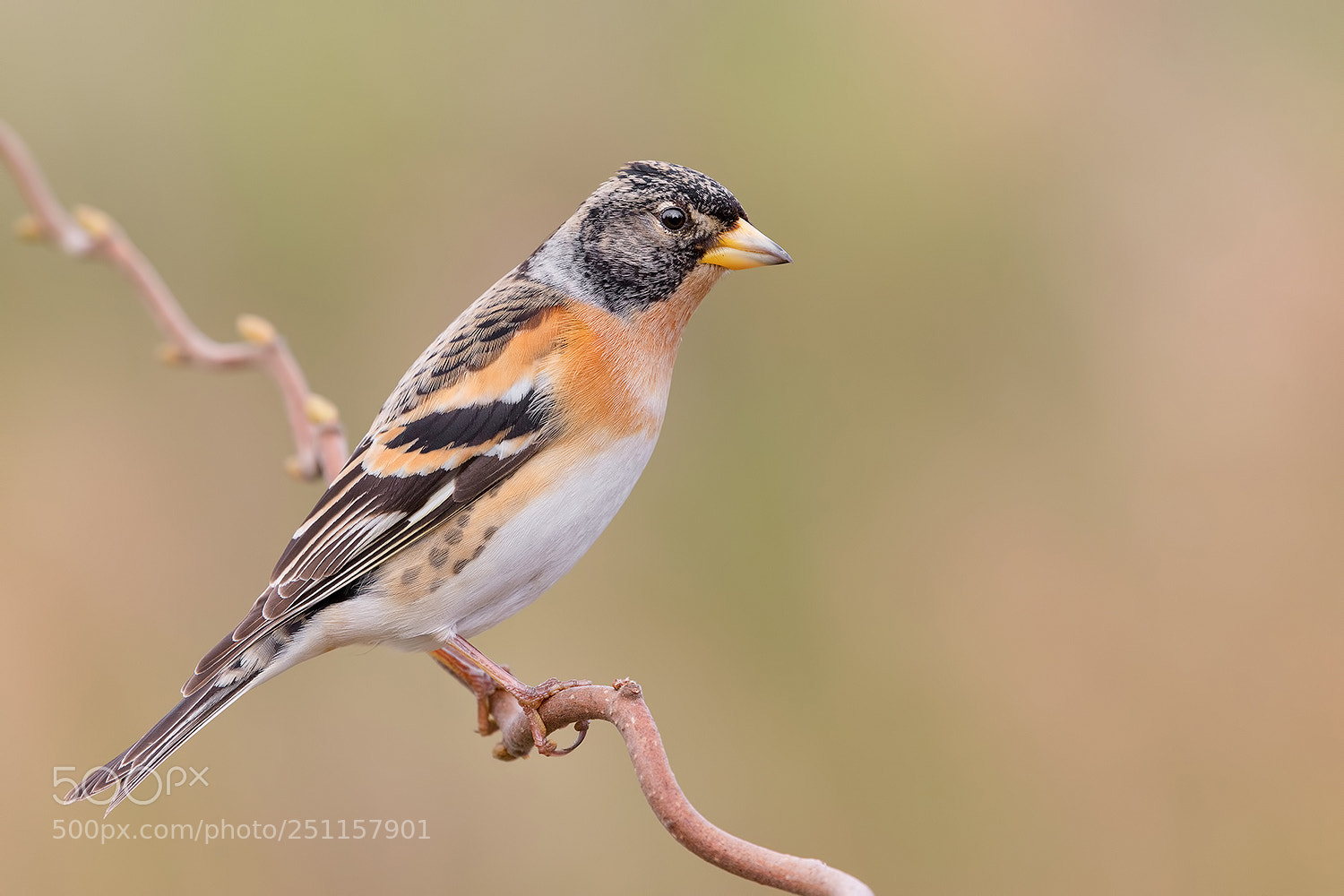 Canon EOS 5D Mark IV sample photo. Brambling portrait photography