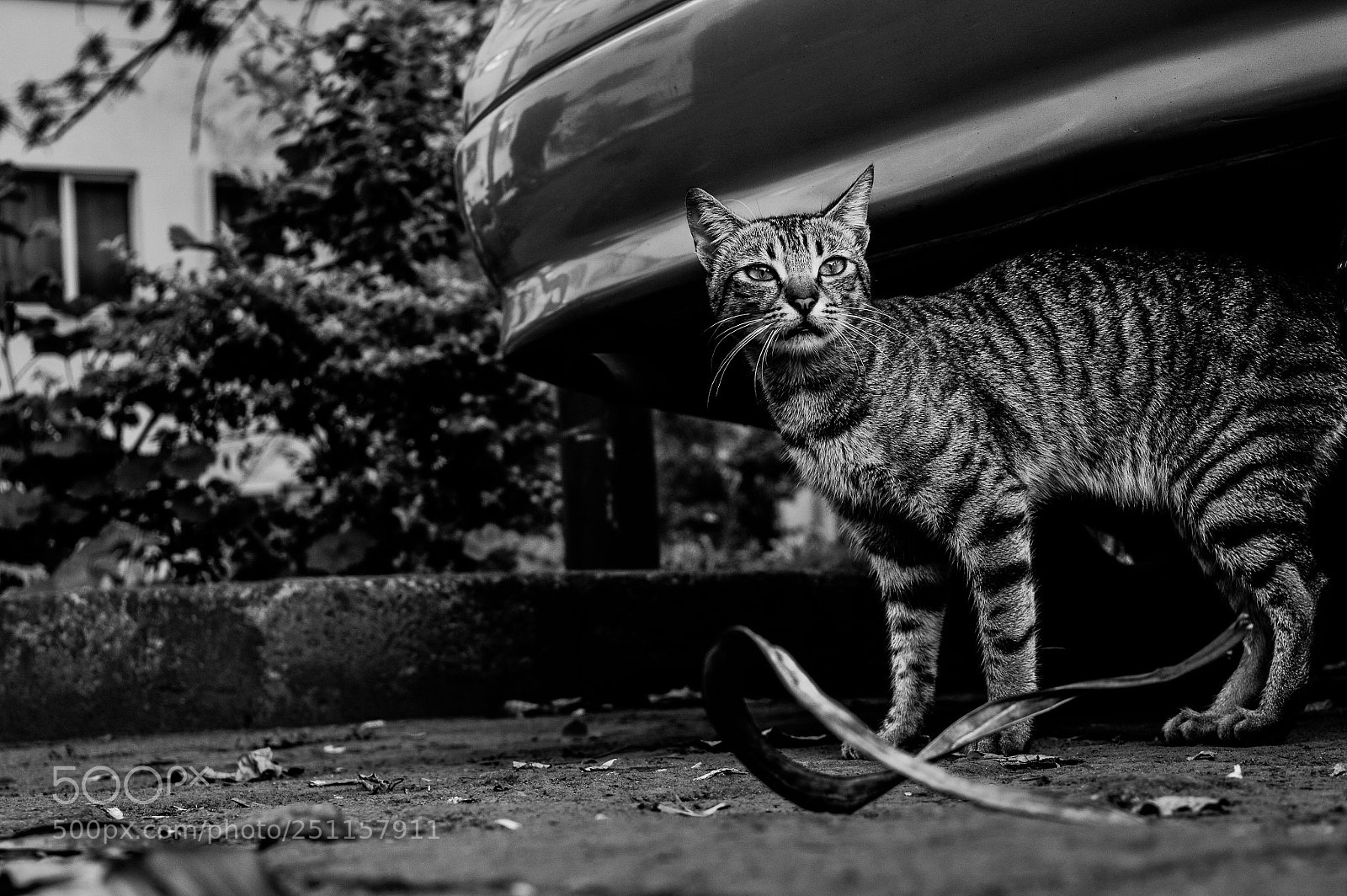 Nikon D3200 sample photo. Cat photography