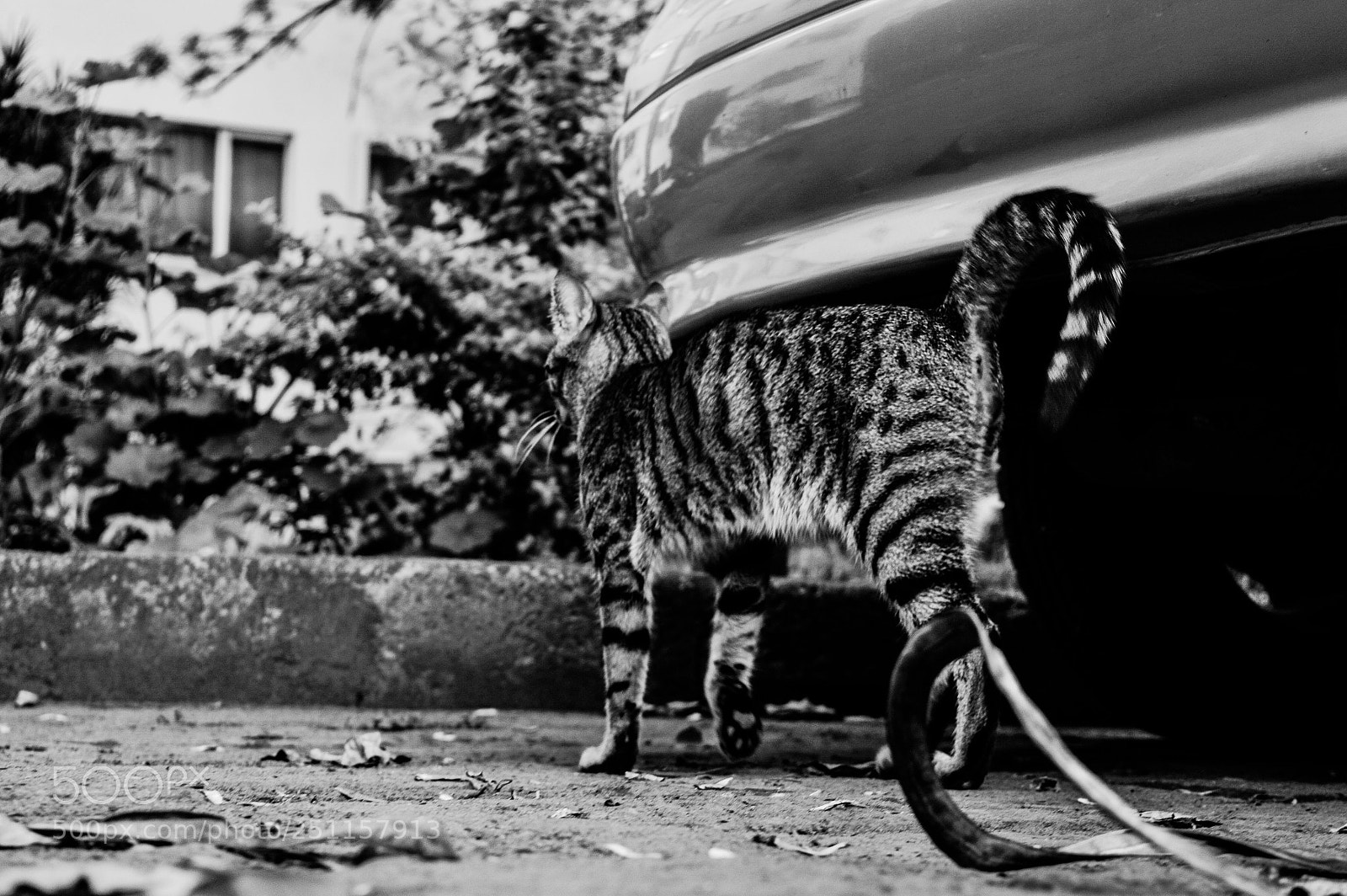Nikon D3200 sample photo. Cat photography