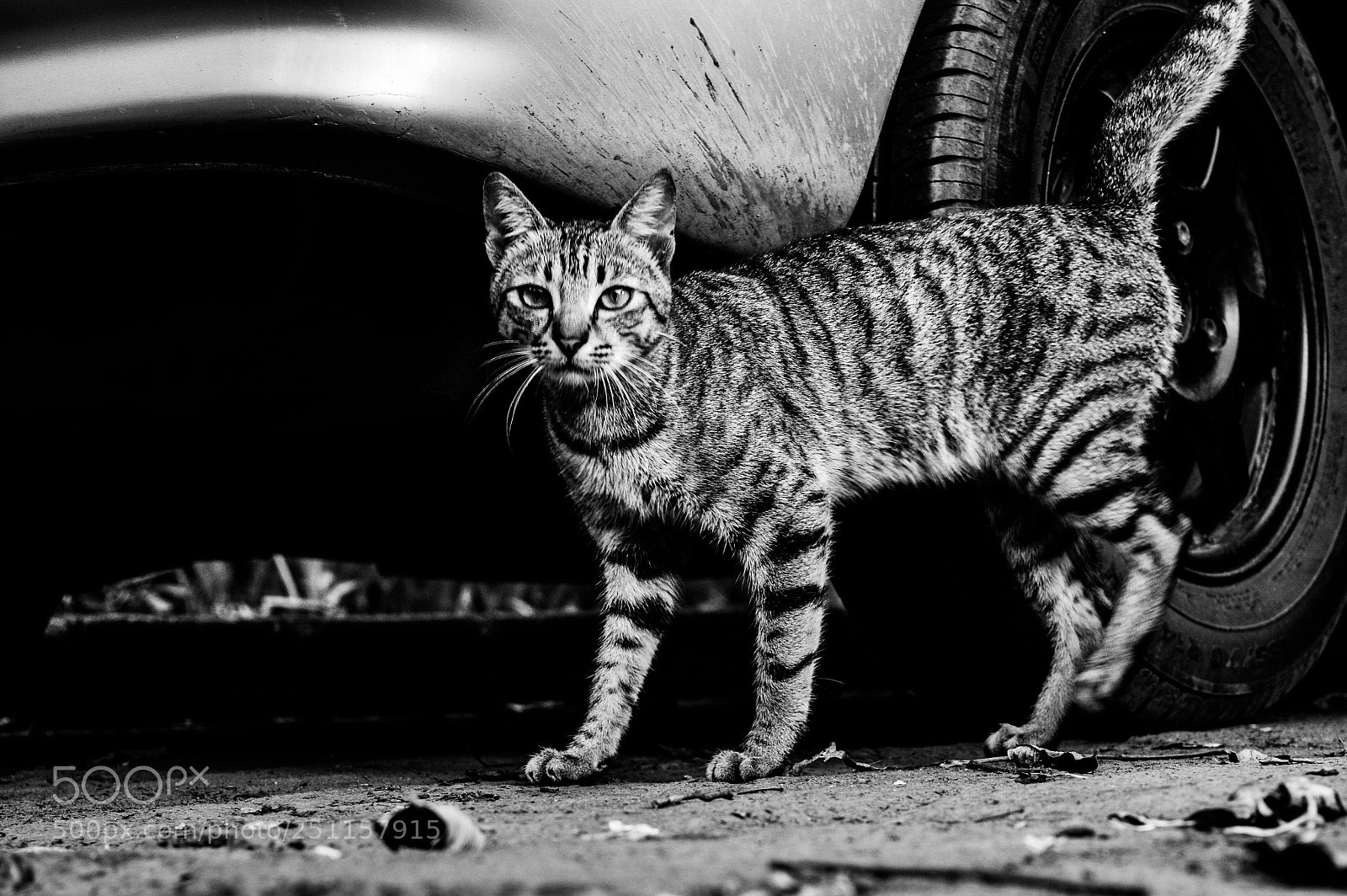 Nikon D3200 sample photo. Cat photography