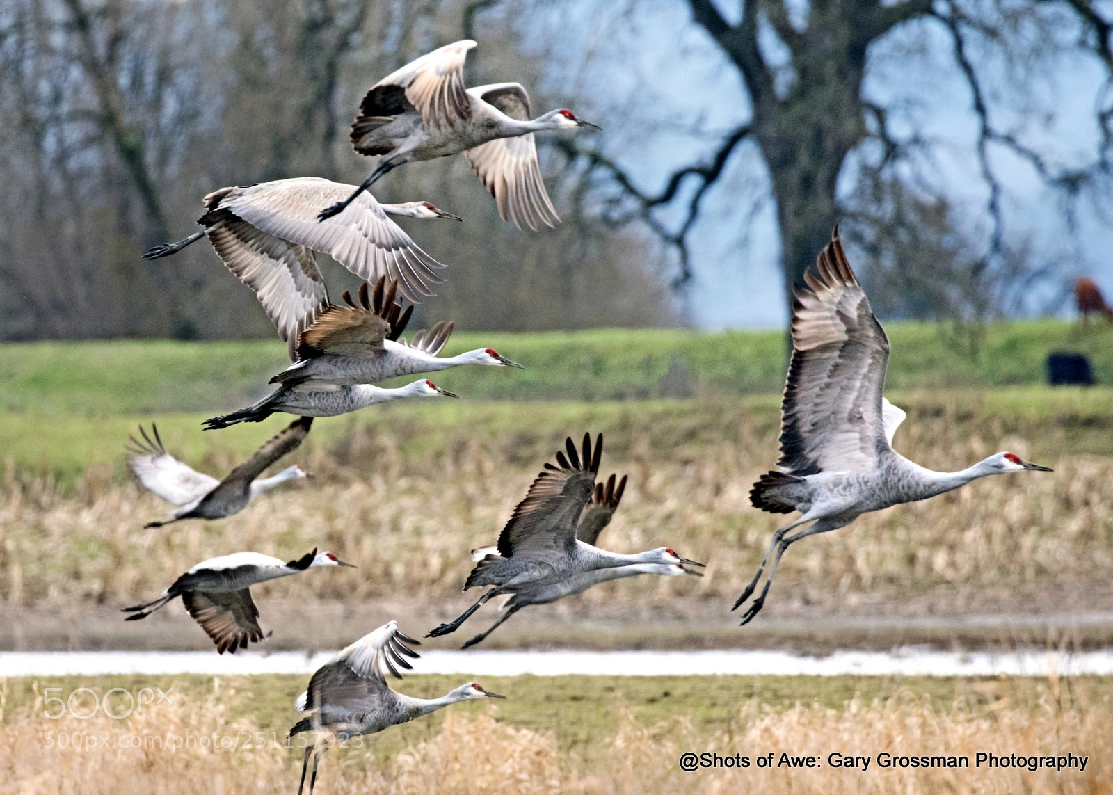 Canon EOS 7D Mark II sample photo. Sandhills rising photography