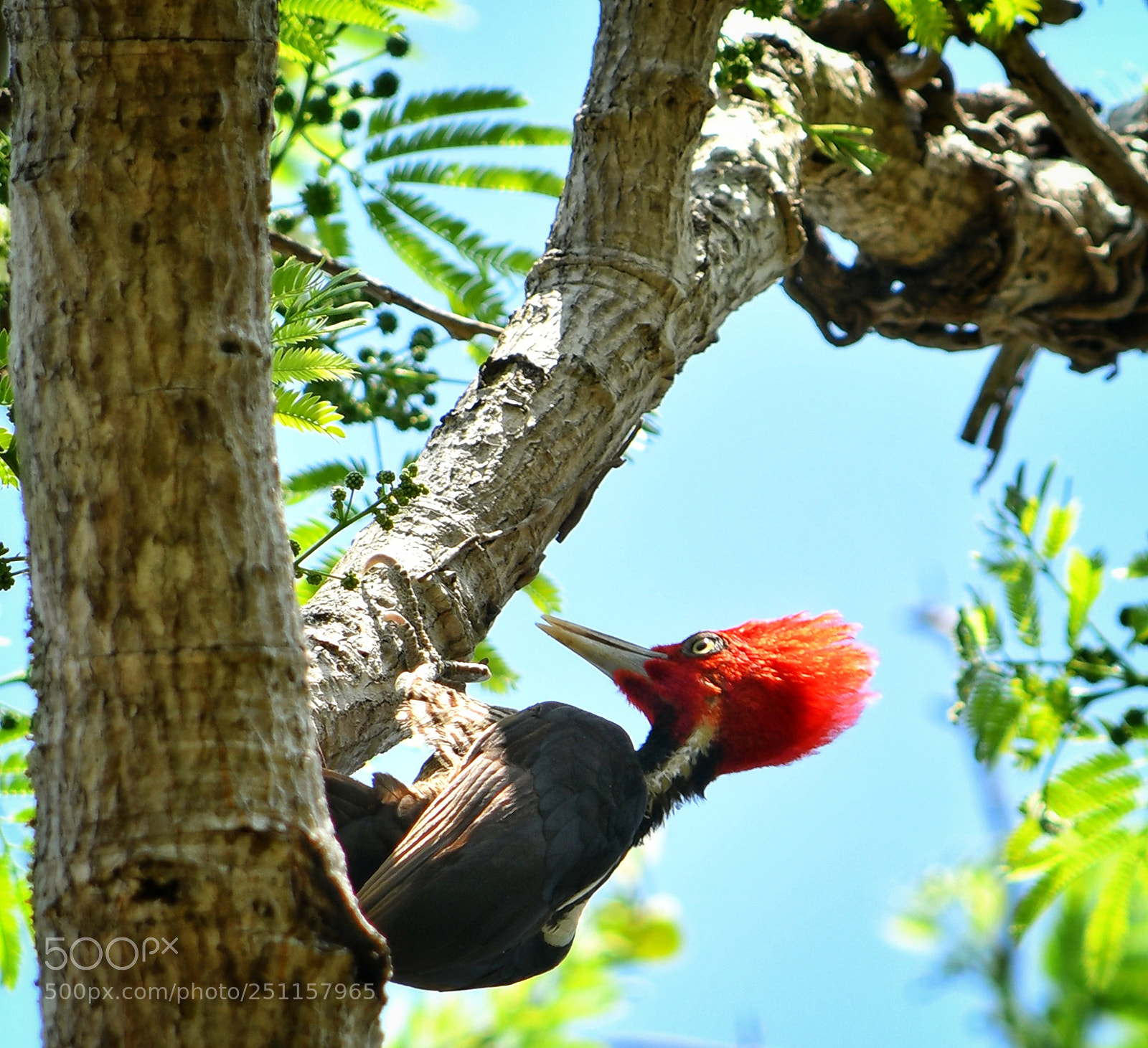 Nikon D7500 sample photo. Carpintero pico plateado photography