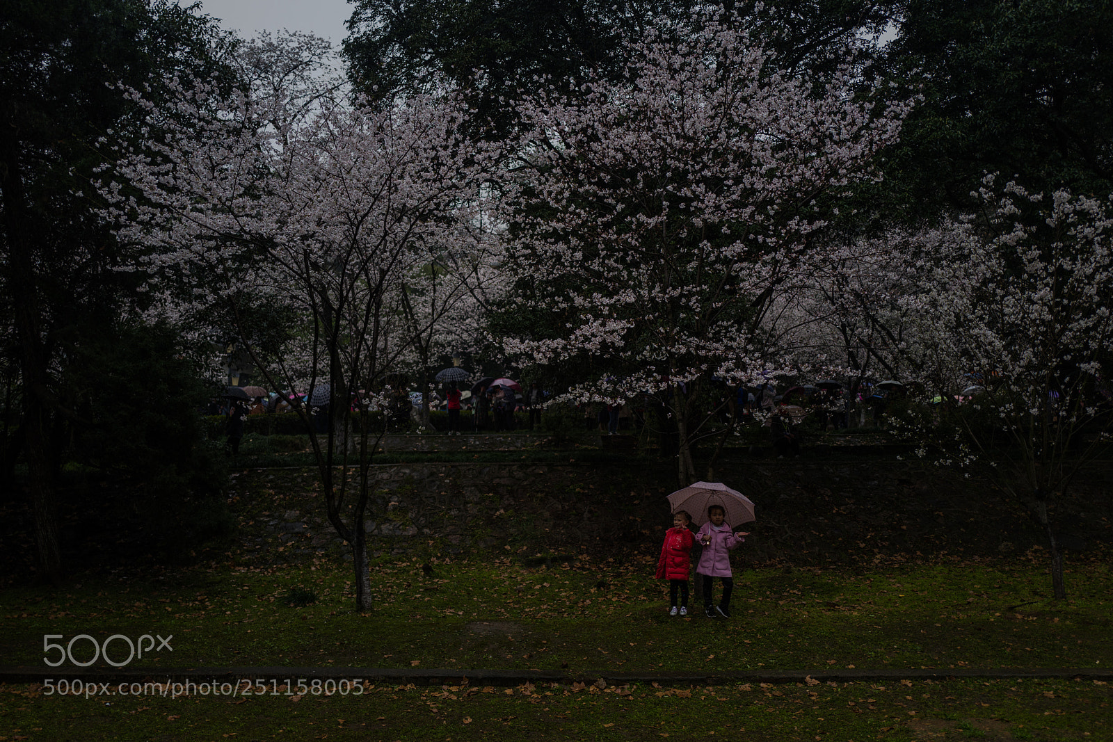Leica Q (Typ 116) sample photo. 樱花树下 photography