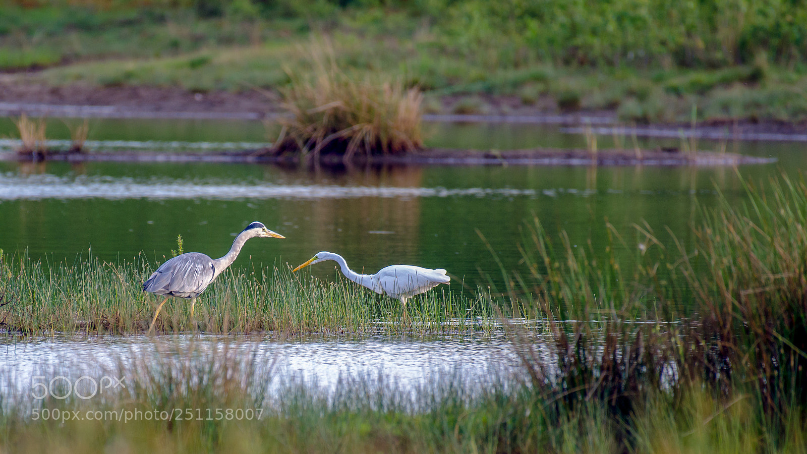 Nikon D7000 sample photo. Herons photography