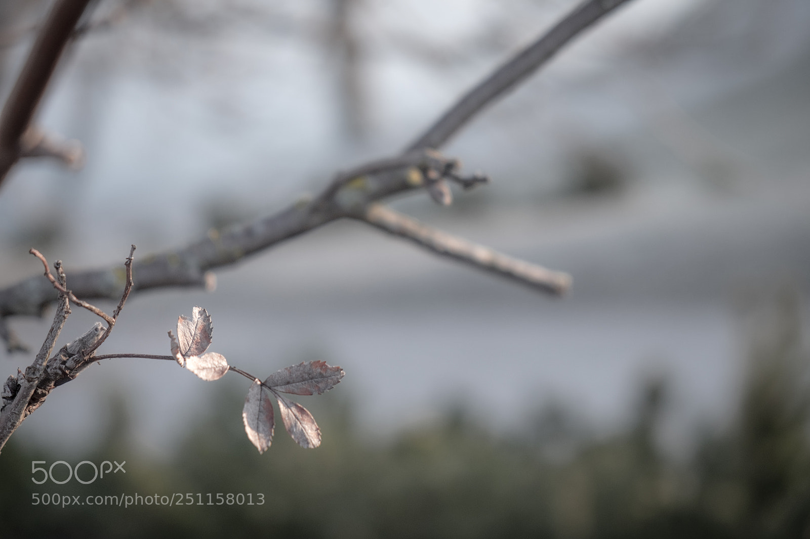 Fujifilm X-E2 sample photo. The last of winter photography