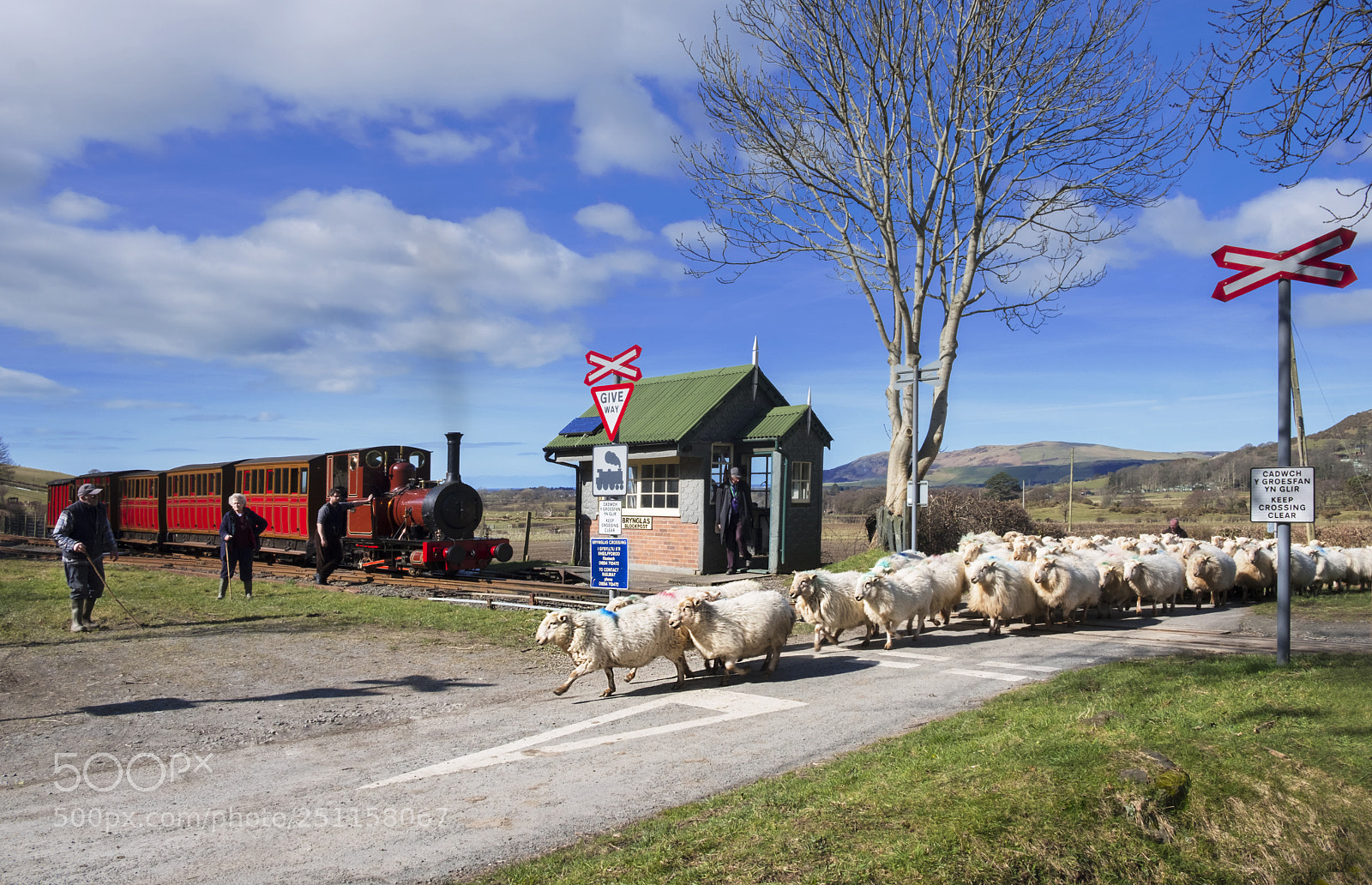 Fujifilm X-H1 sample photo. Sheep crossing, talyllyn railway photography